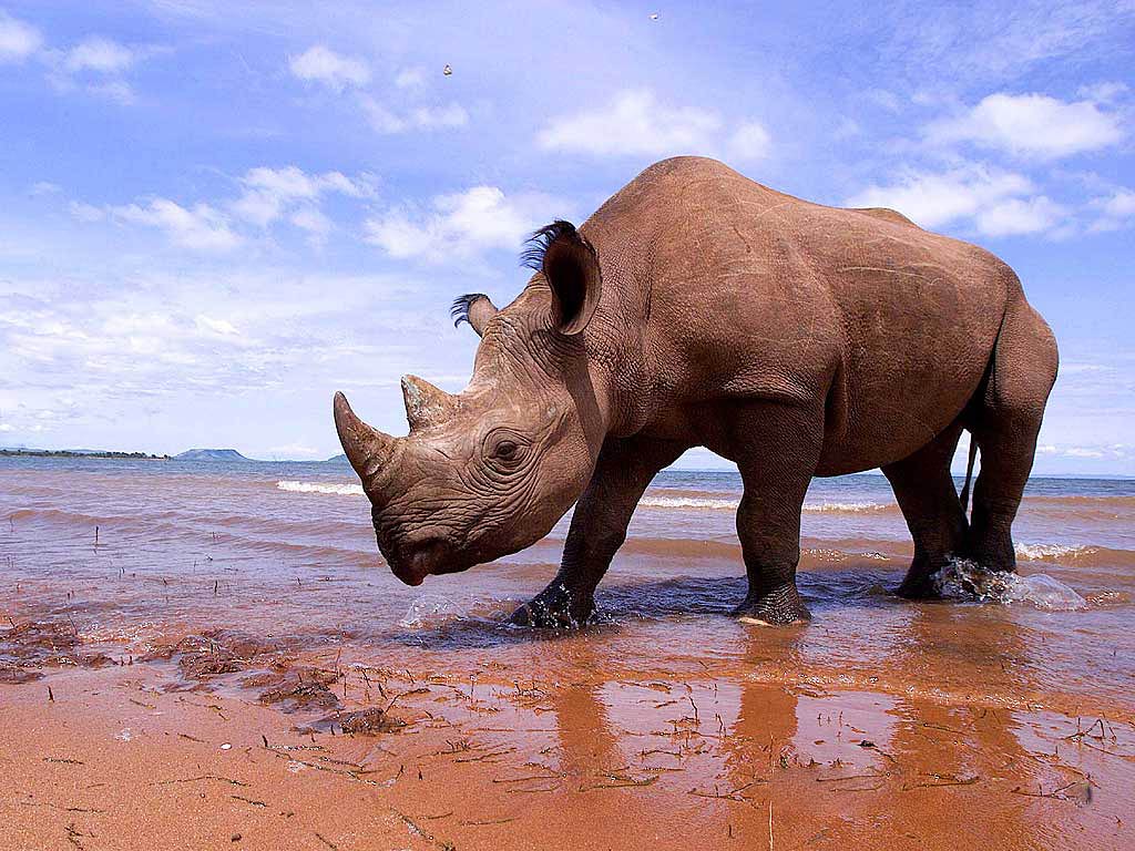 1024x768 Rhino wallpaperx768