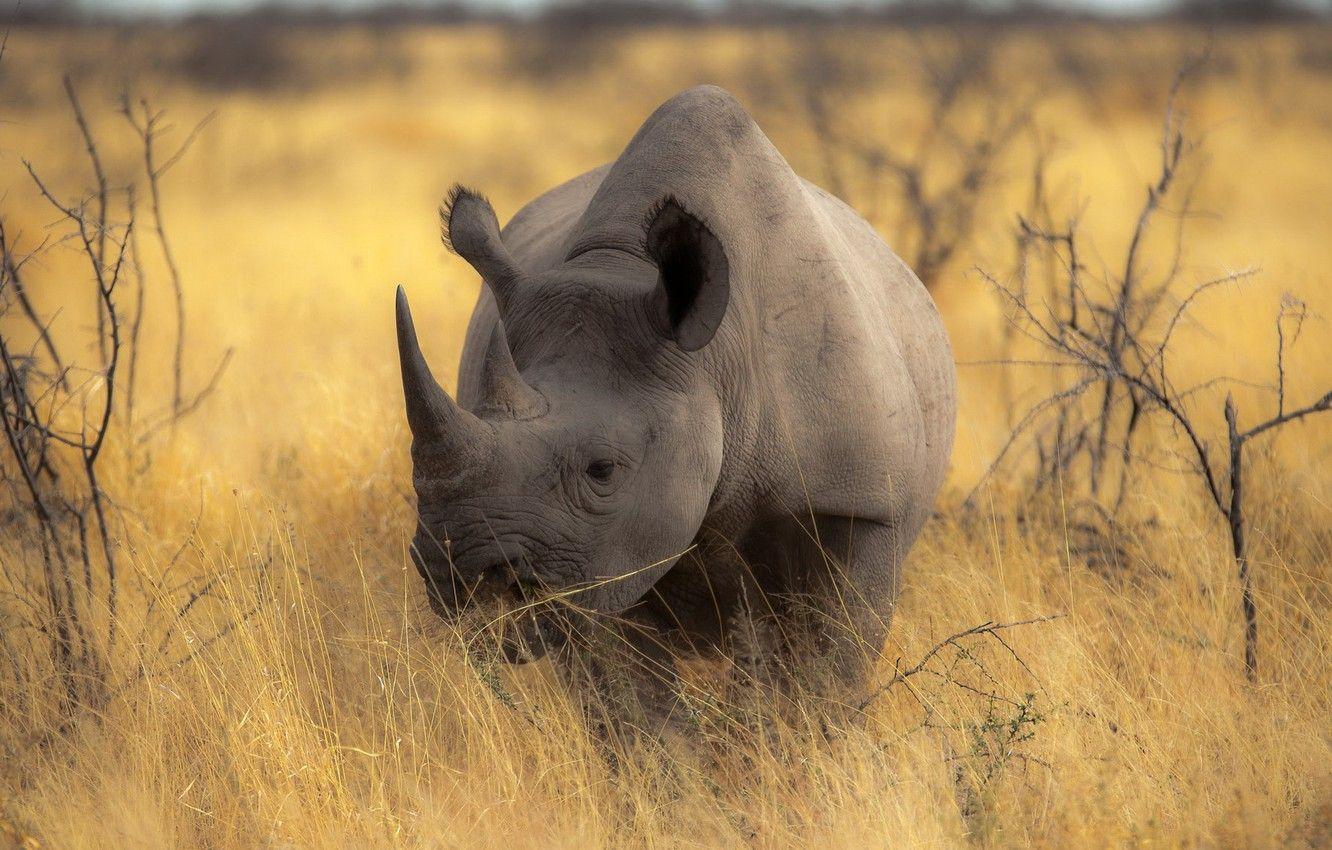 Rhino Wallpapers - Top Free Rhino Backgrounds - WallpaperAccess