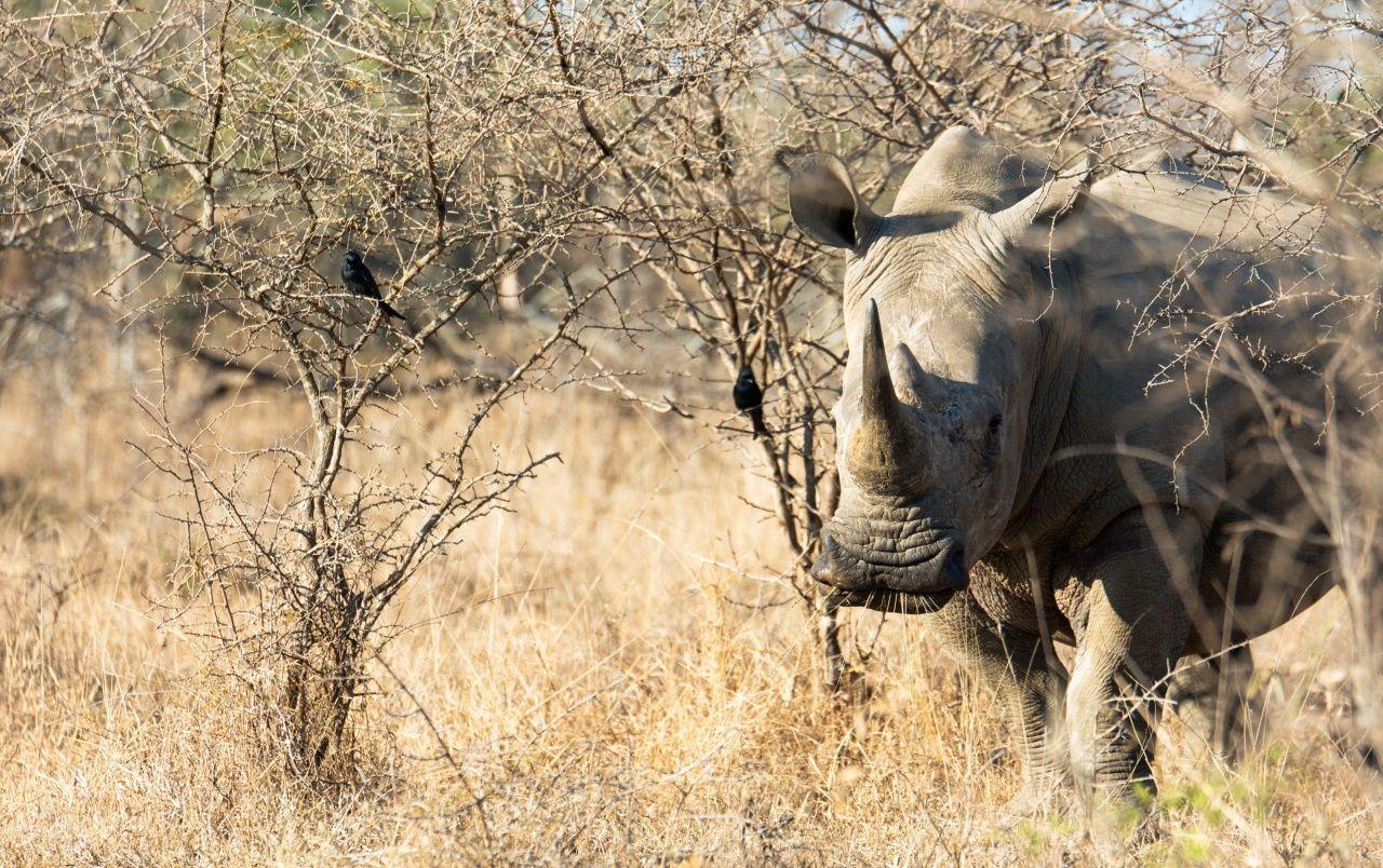1280x804 Rhino Animal wallpaper. Rhino Animal