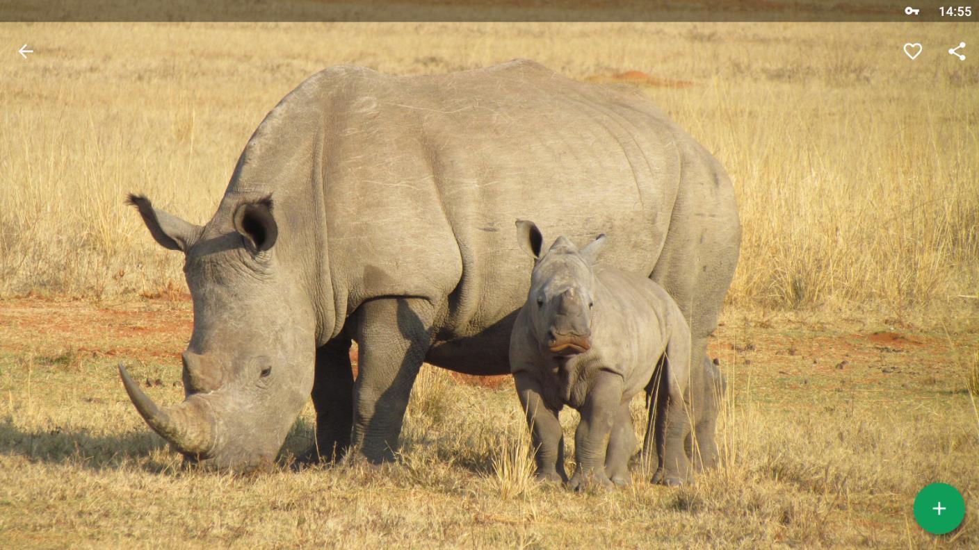 1408x792 Rhino Wallpaper HD for Android