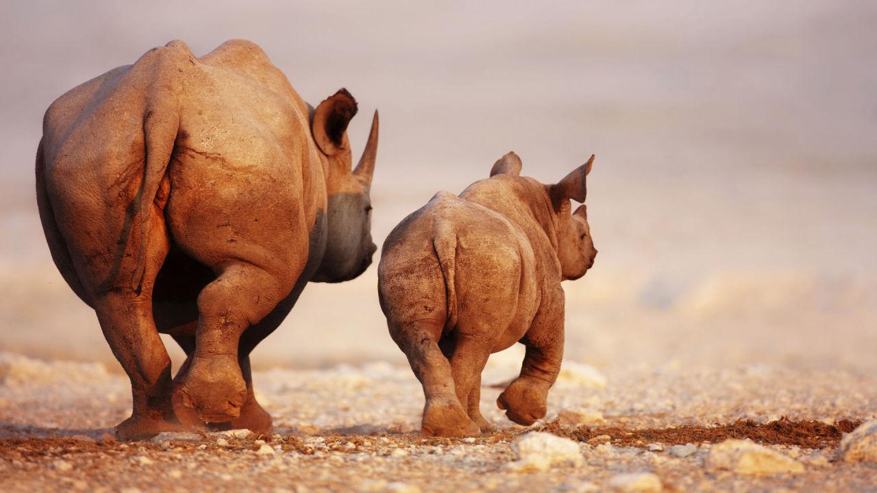 1280x720 Rhino Wallpaper for Android