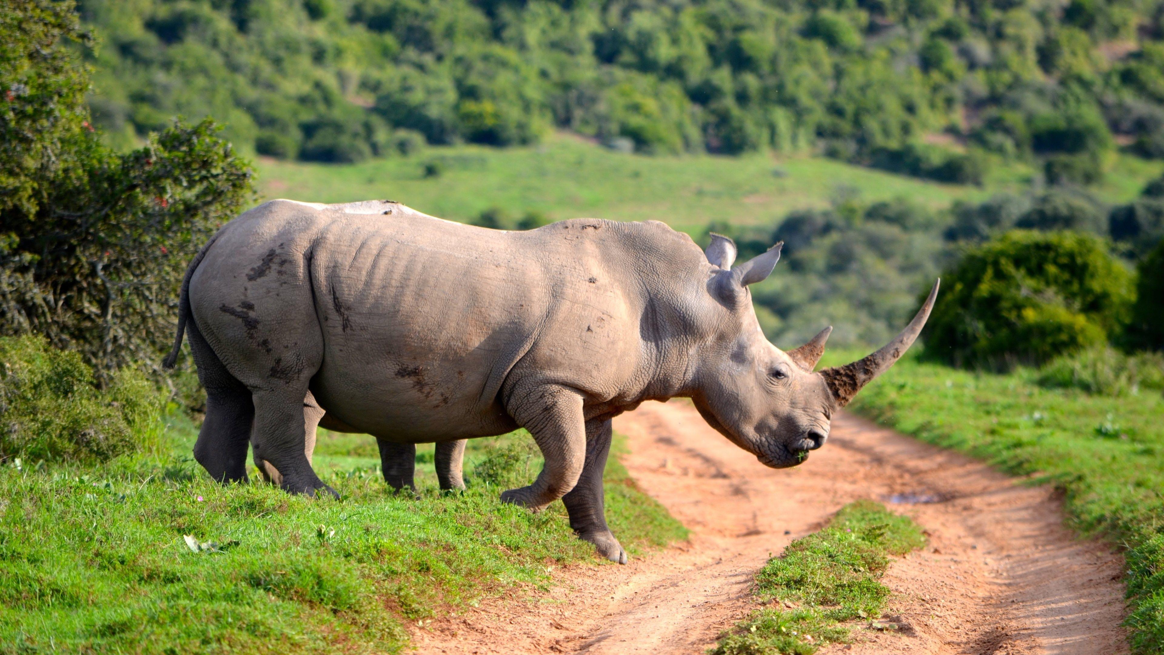 3840x2160 Rhino 4k Ultra HD Wallpaper. Background Imagex2160
