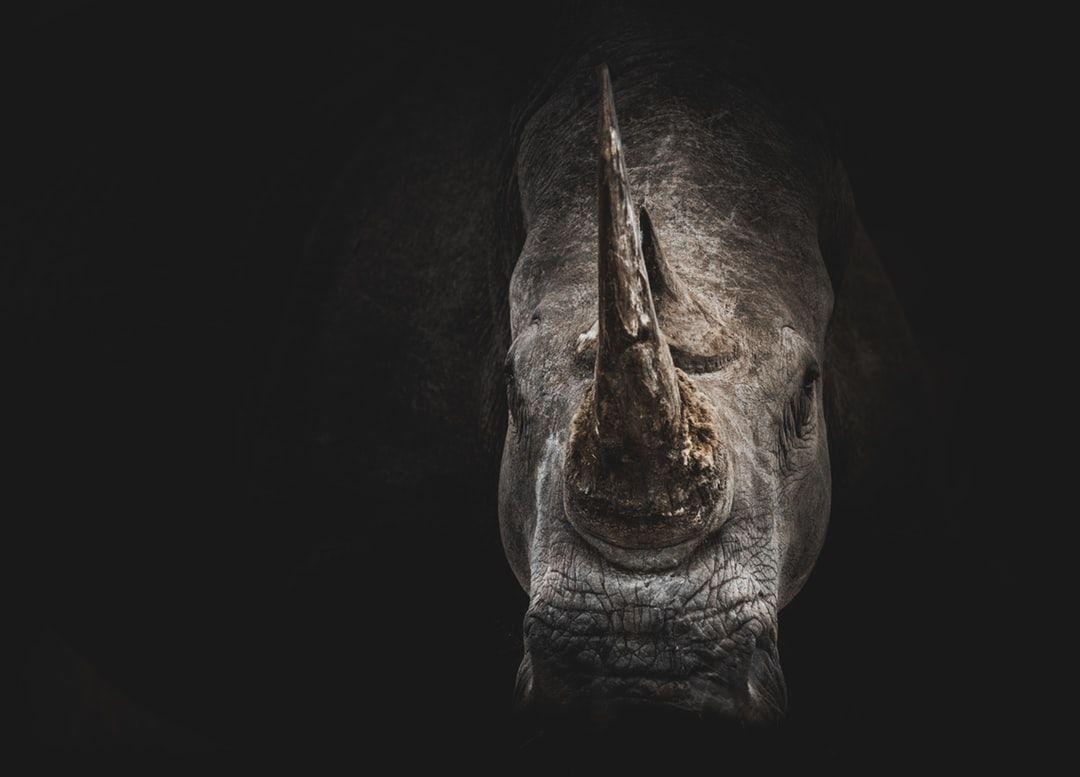 Rhino Wallpapers - Top Free Rhino Backgrounds - WallpaperAccess