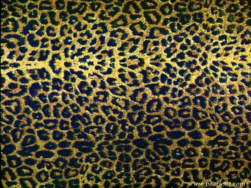 Cheetah Print Wallpapers - Top Free Cheetah Print Backgrounds ...