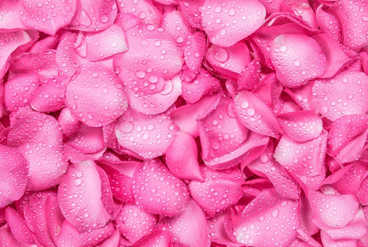 1280x861 Desktop Wallpaper rose Pink color Drops flower