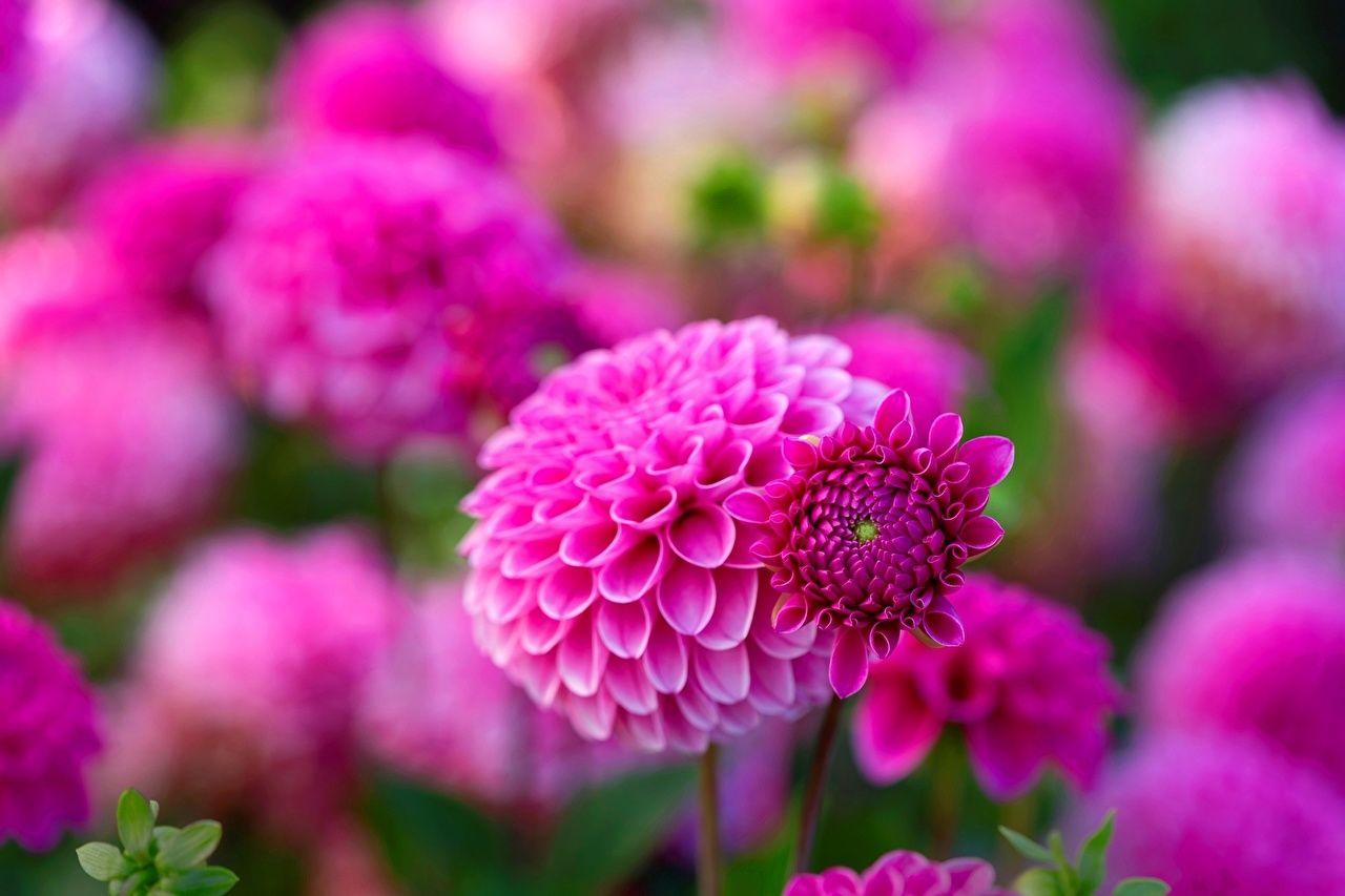1280x853 Desktop Wallpaper Pink color Flowers Dahlias