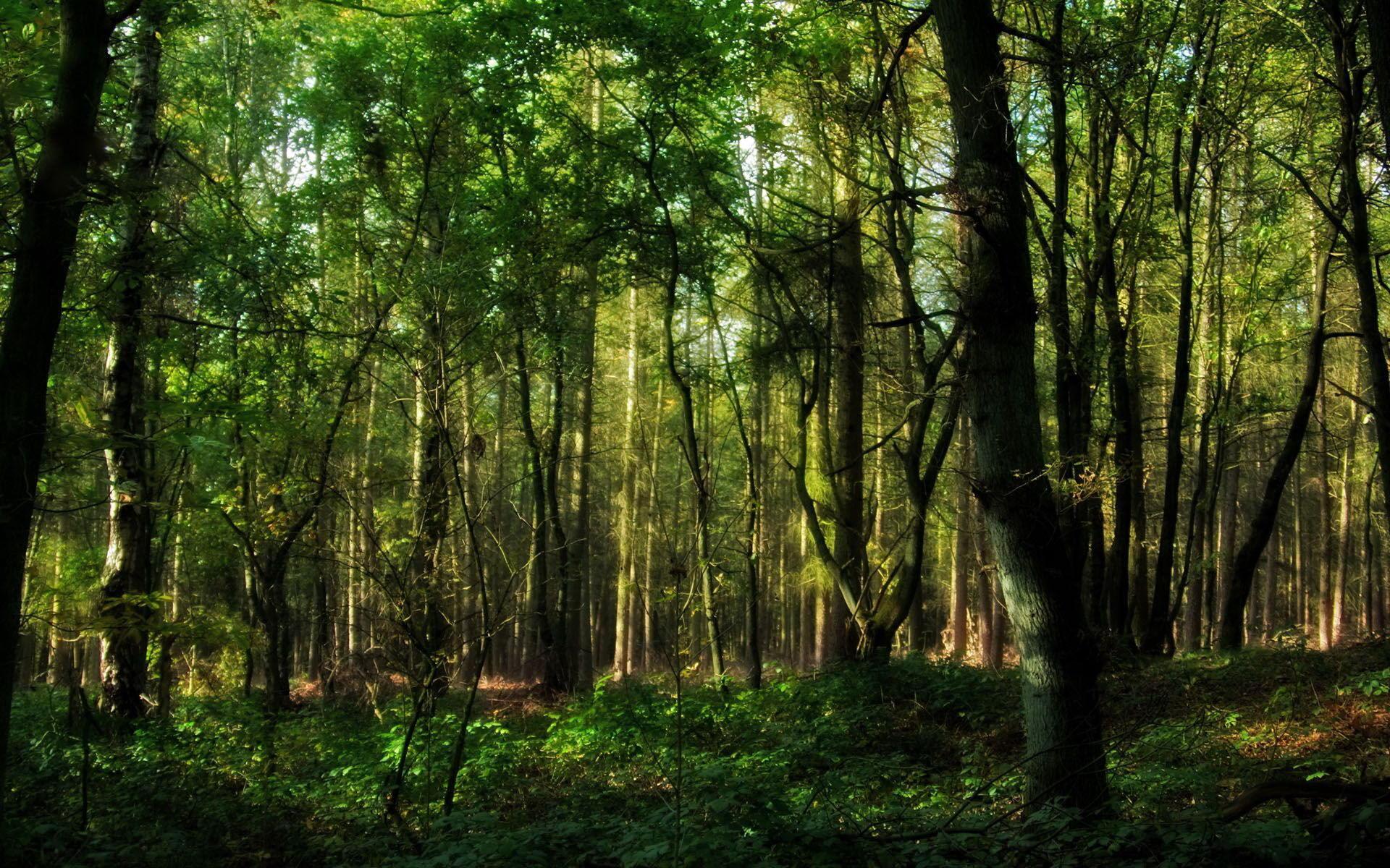 1920x1200 HD Forest Wallpaper