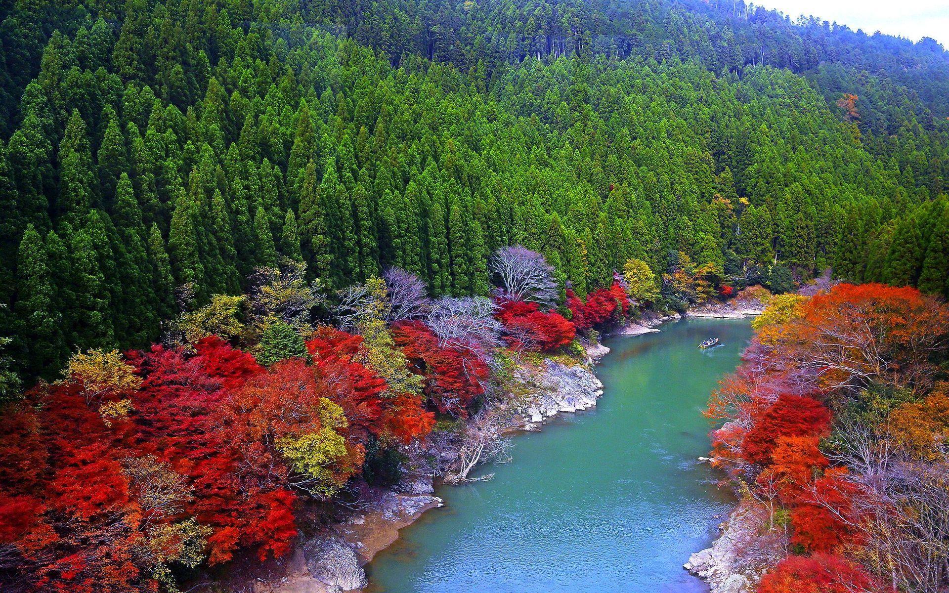 1920x1200 River Between Dense Forest HD wallpaper