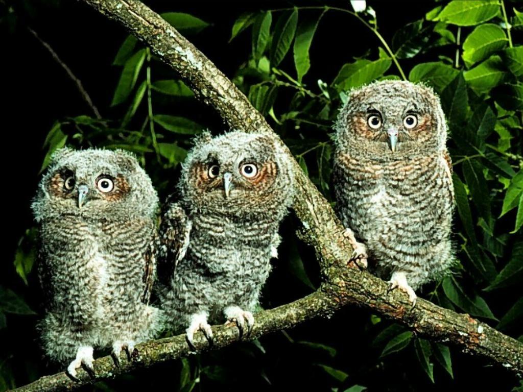 1024x768 Owl wallpaper Girly wallpaper Pinterest Owl, Owl wallpaper