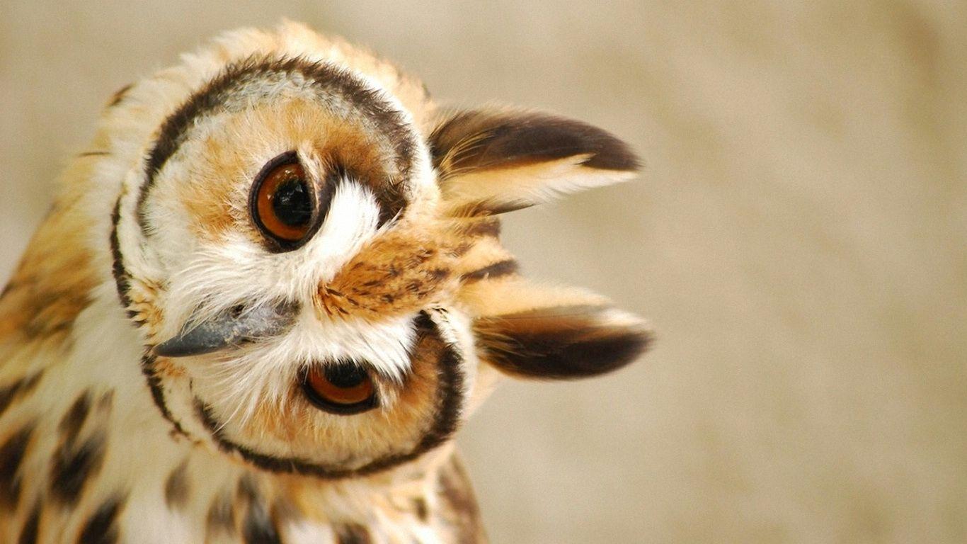 1366x768 Pack.258: Owl Wallpaper (1366x768 px)