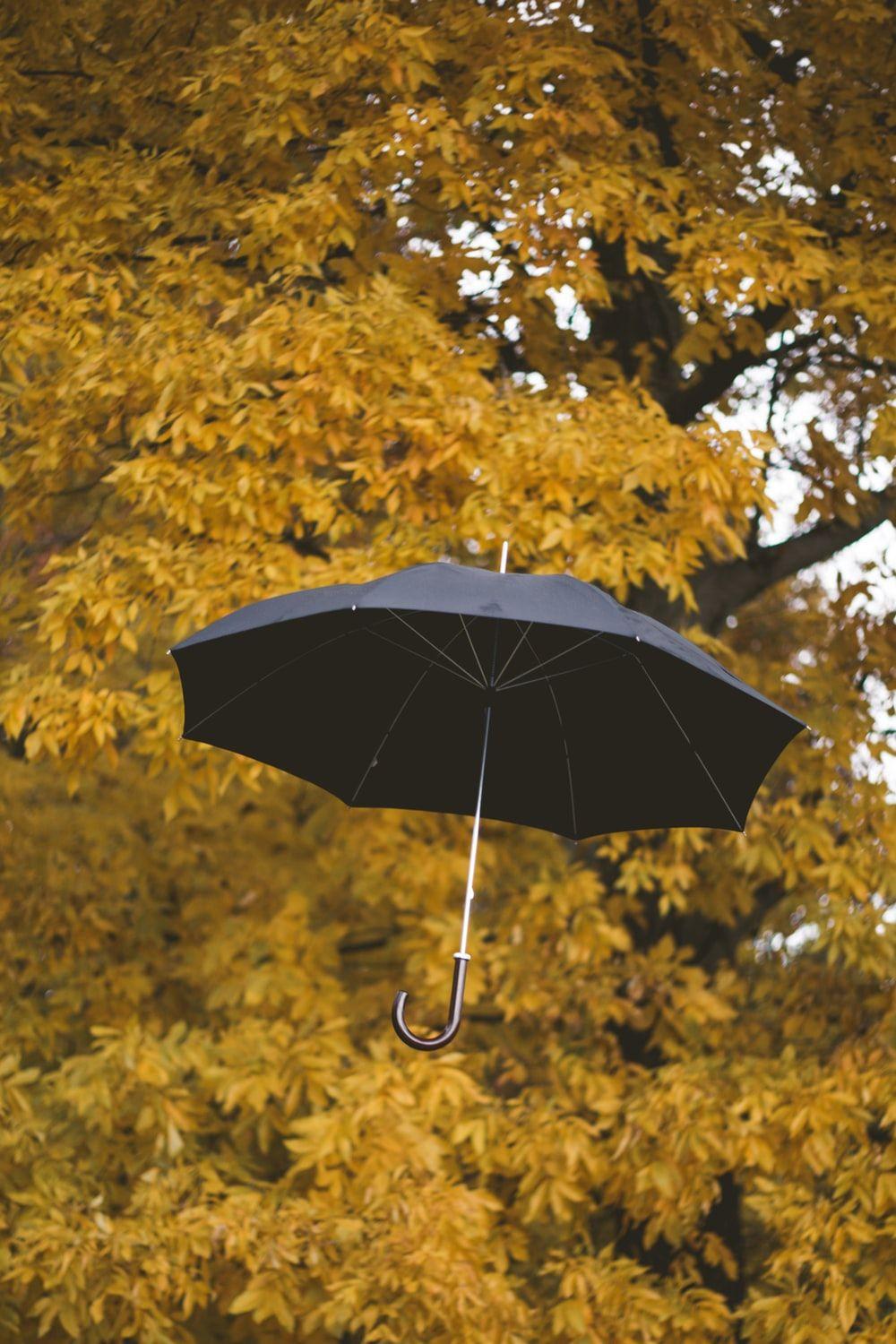 1000x1500 Umbrella Picture. Download Free Image
