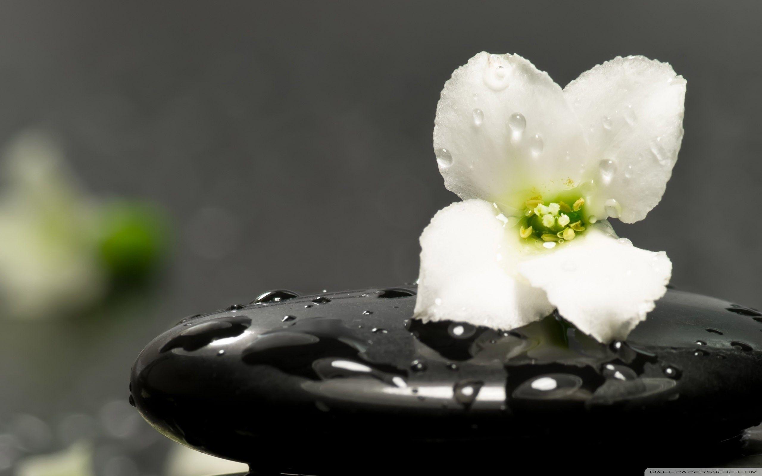 2560x1600 Free Zen Wallpaper