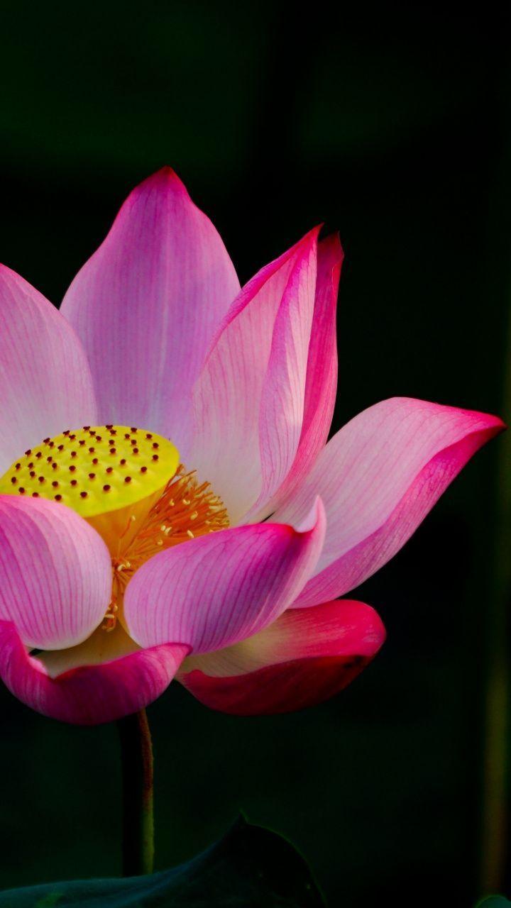 Pink Lotus Wallpapers - Top Free Pink Lotus Backgrounds - WallpaperAccess