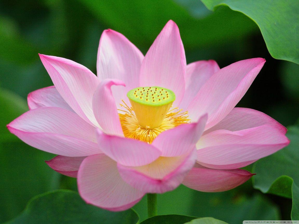 Pink Lotus Wallpapers Top Free Pink Lotus Backgrounds Wallpaperaccess 3462