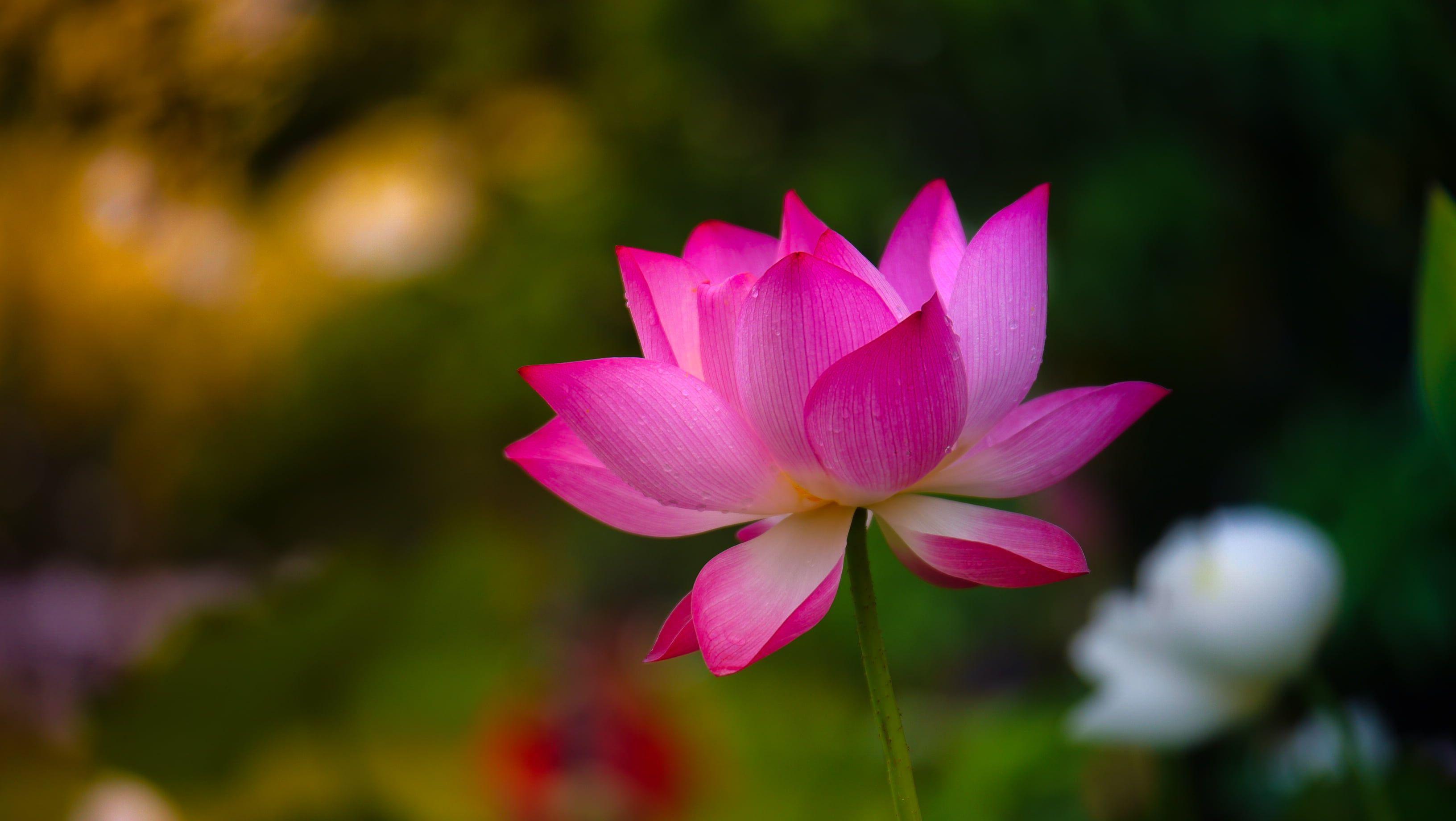 Lotus Flower Hd Wallpapers Top Free Lotus Flower Hd Backgrounds Wallpaperaccess 3291