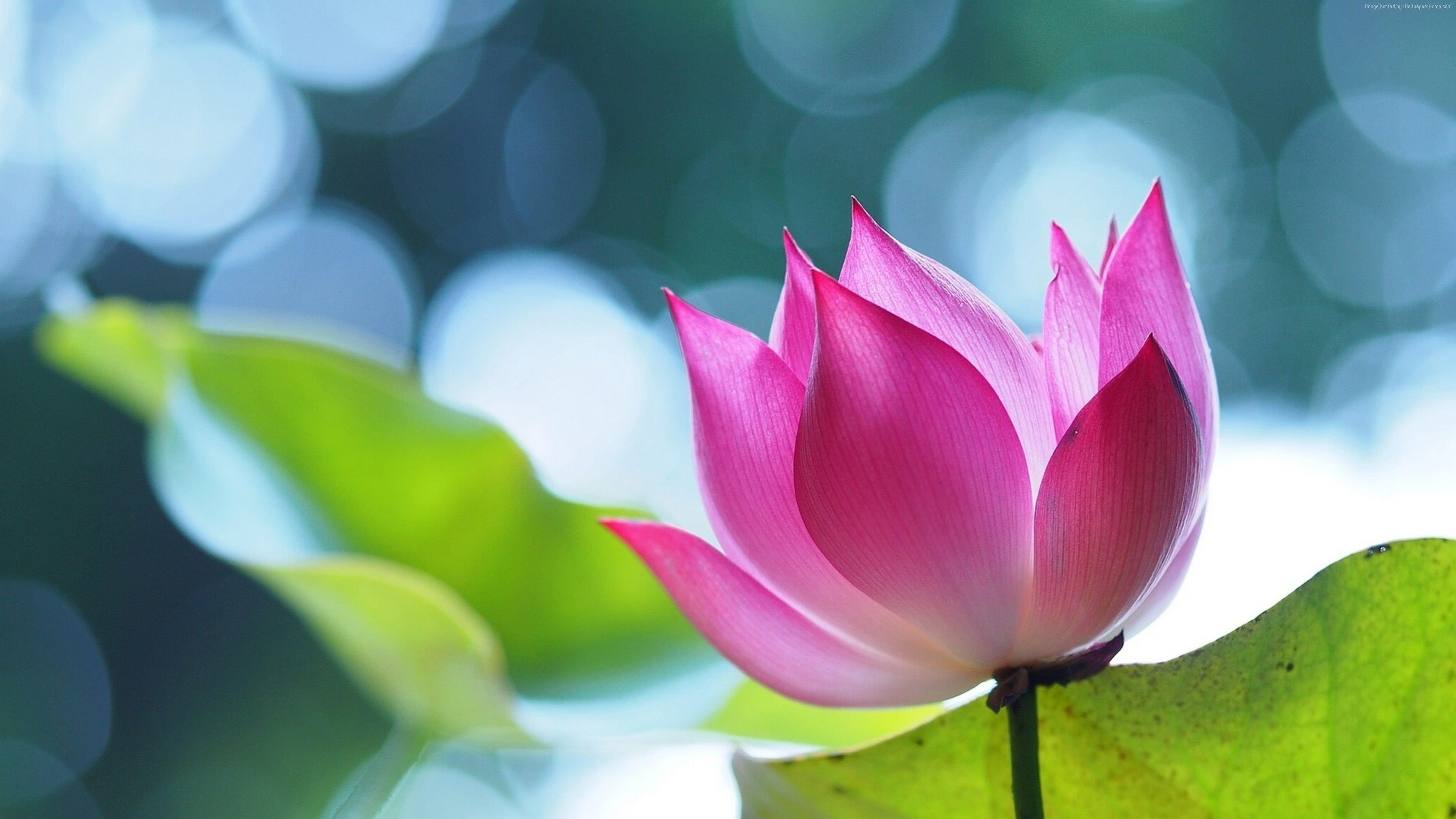 3840x2160 Pink Lotus Flower UHD 4K Wallpaper