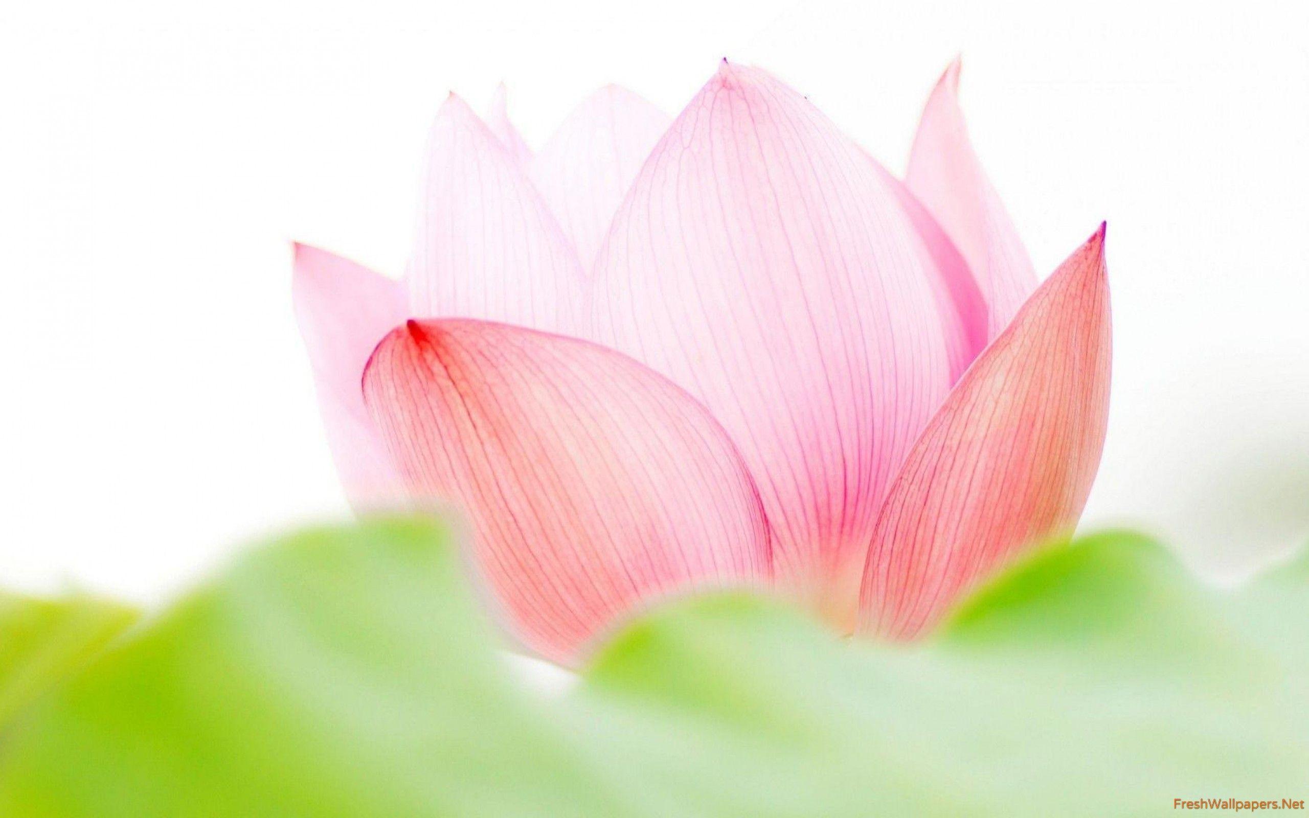 2560x1600 Pink Lotus Flower Wallpaper Flower, HD Wallpaper