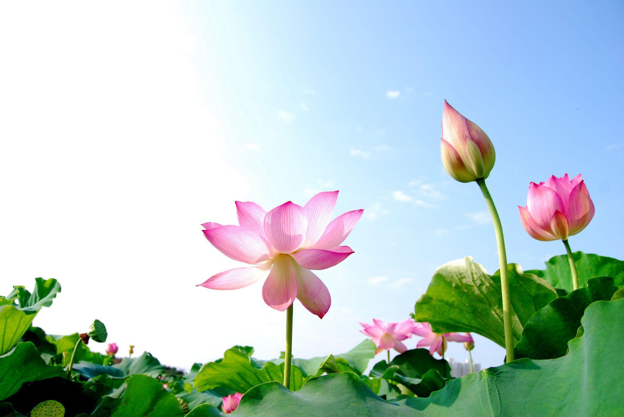 2048x1370 White Lotus HD Wallpaper Flowers Of Vietnam, HD