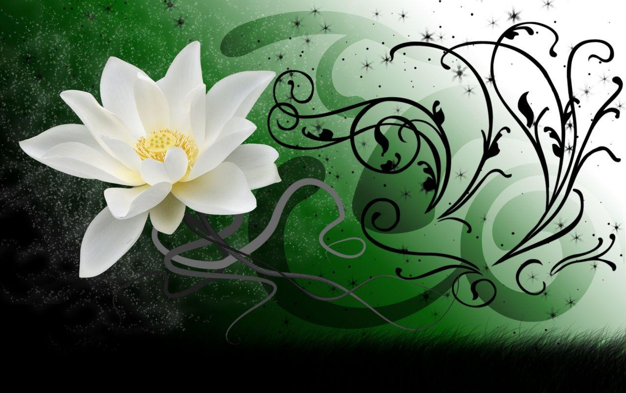 1280x804 White Lotus wallpaper. White Lotus