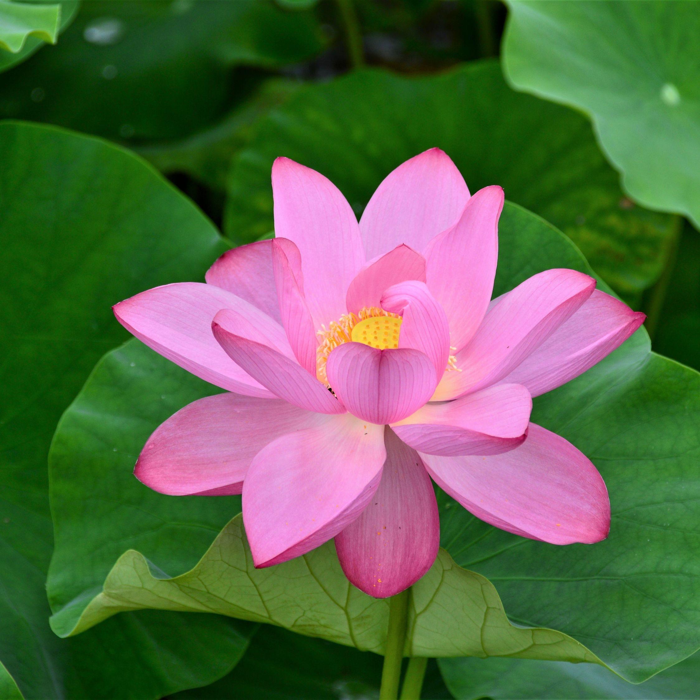 Pink Lotus Wallpapers - Top Free Pink Lotus Backgrounds - WallpaperAccess