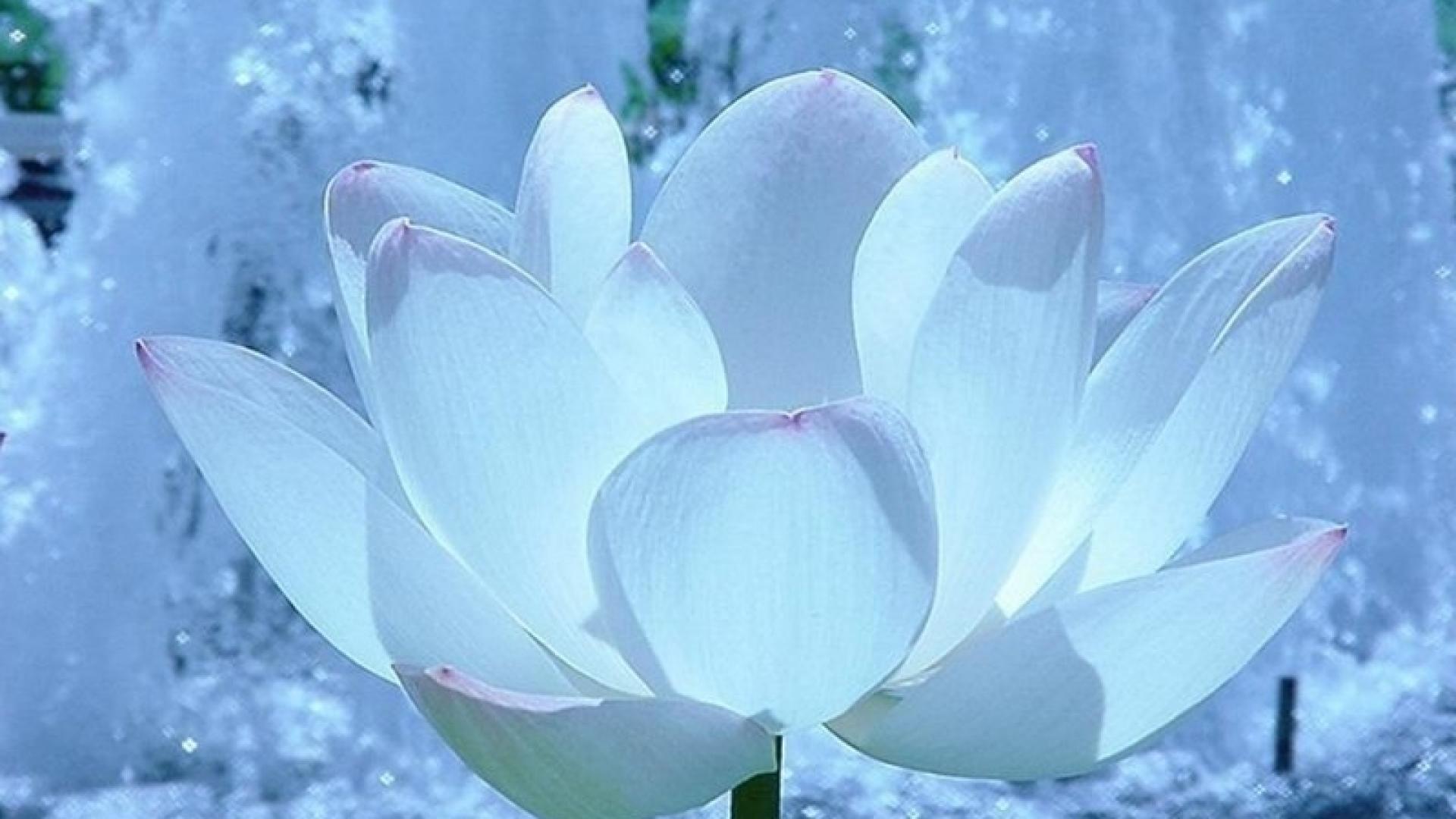 White Lotus Wallpapers - Top Free White Lotus Backgrounds - WallpaperAccess