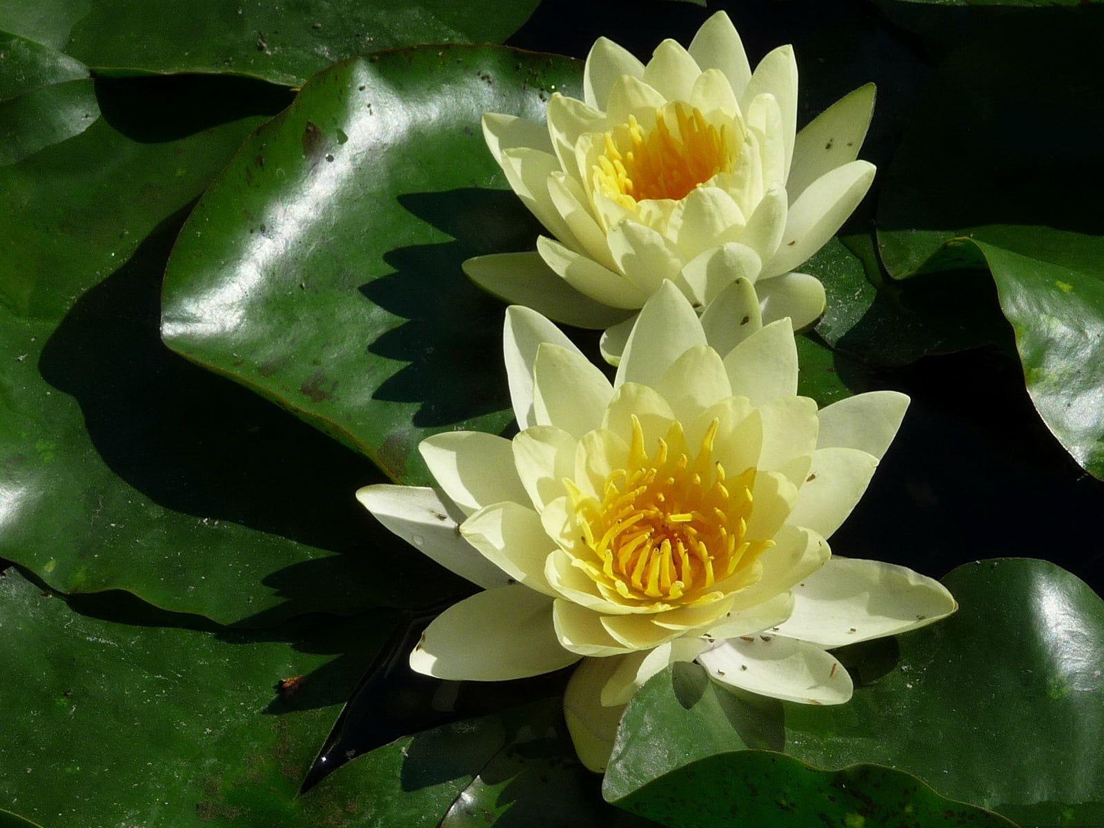 1600x1200 Two white lotus flower HD wallpaper