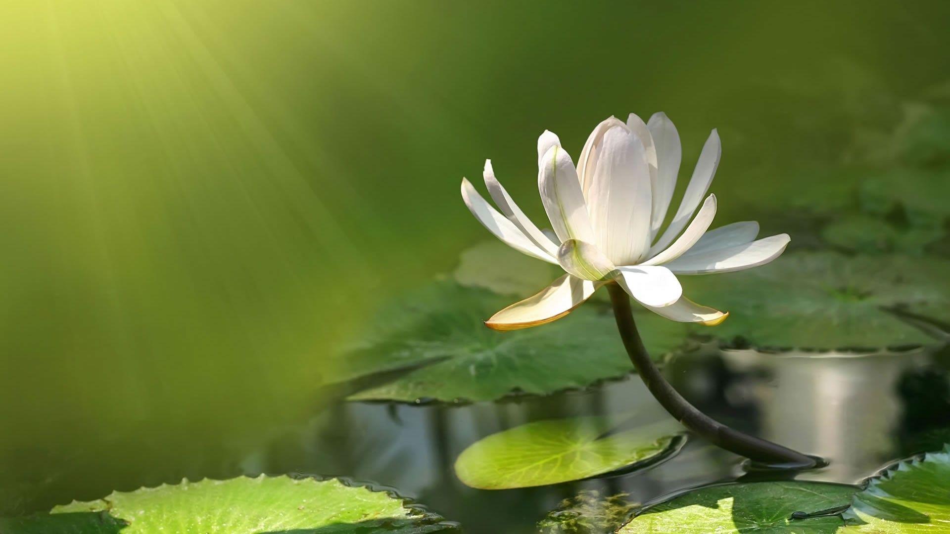 1920x1080 Free download Wallpaper For Computers White Lotus Flower