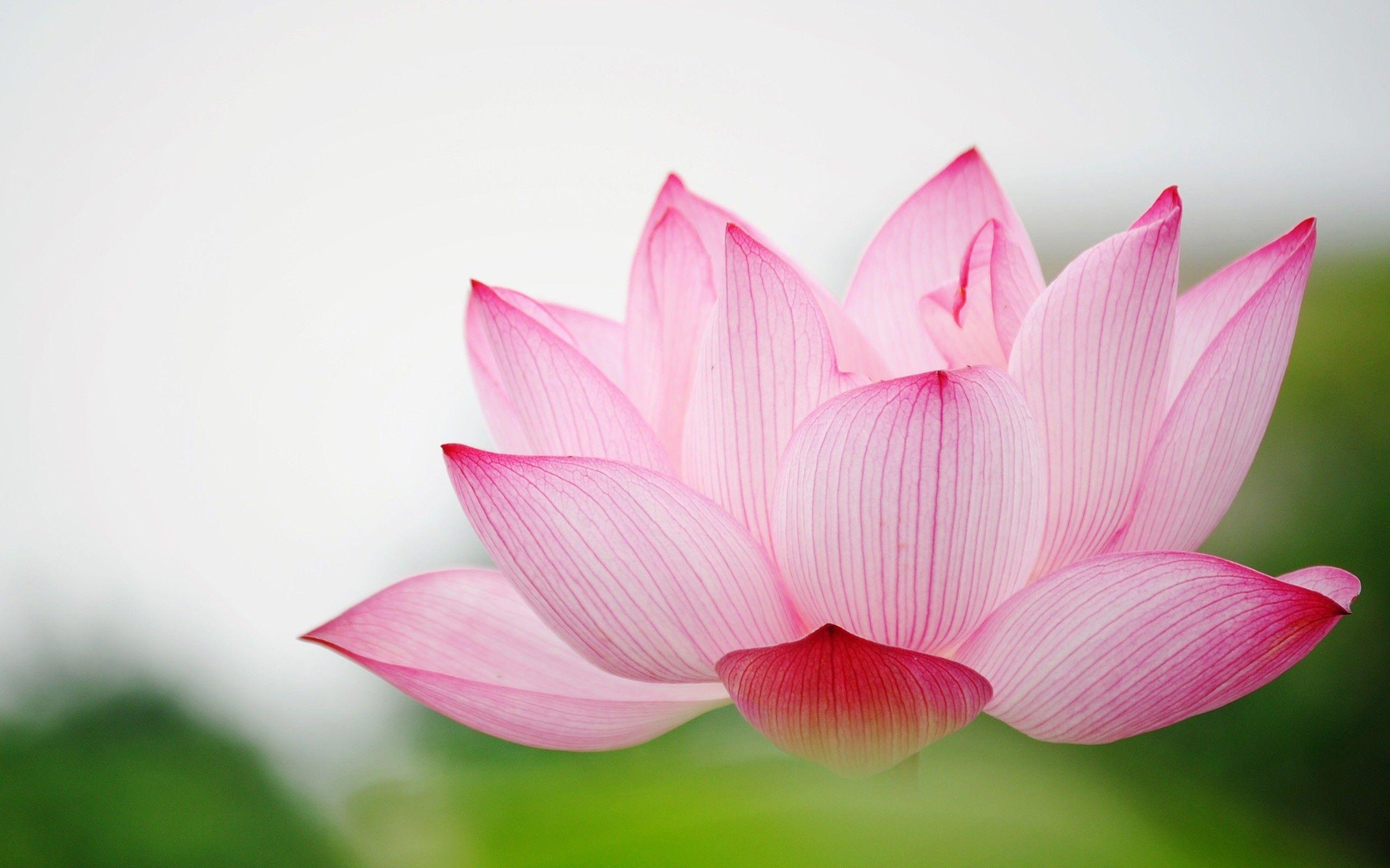 2560x1600 White Lotus Flower HD Desktop Wallpaper De Lotus Rosa