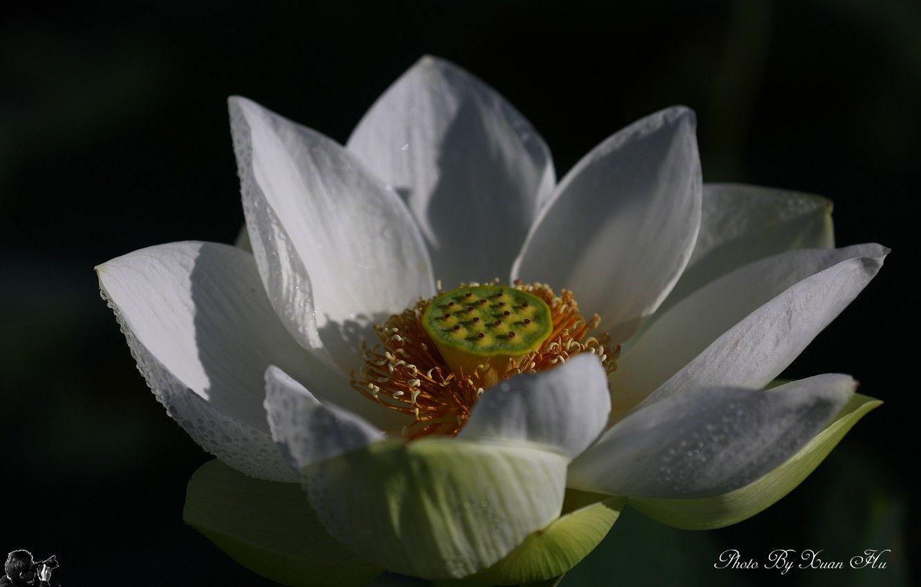 1332x850 Wallpaper Flower, White, Lotus image for desktop, section