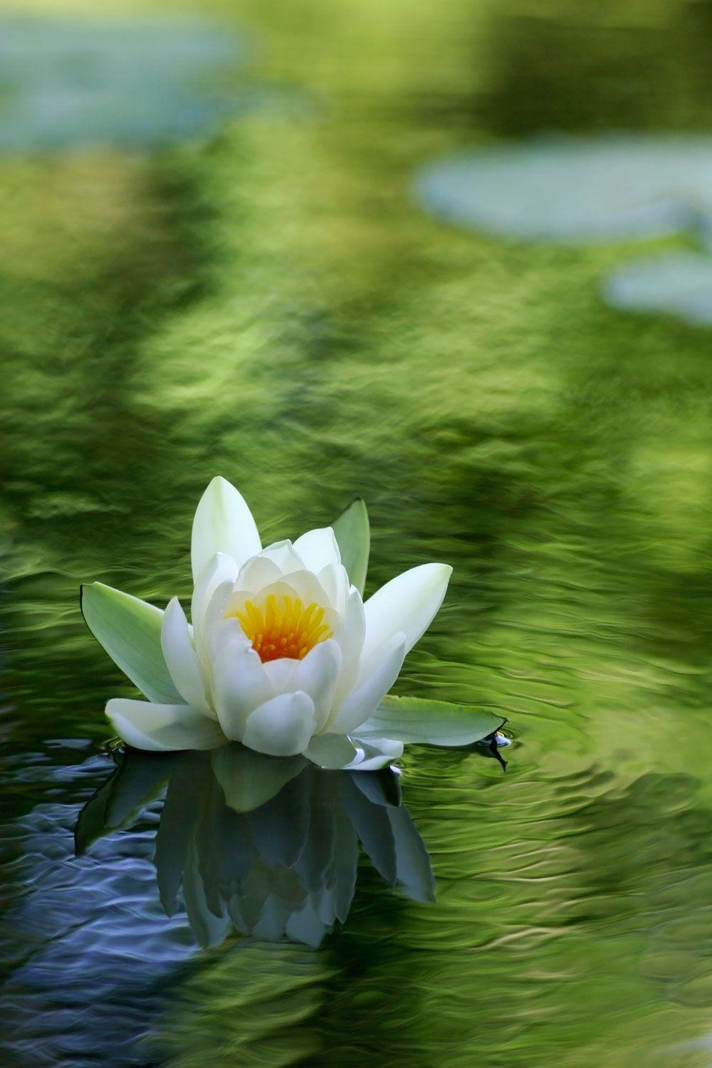 White Lotus Wallpapers - Top Free White Lotus Backgrounds - WallpaperAccess