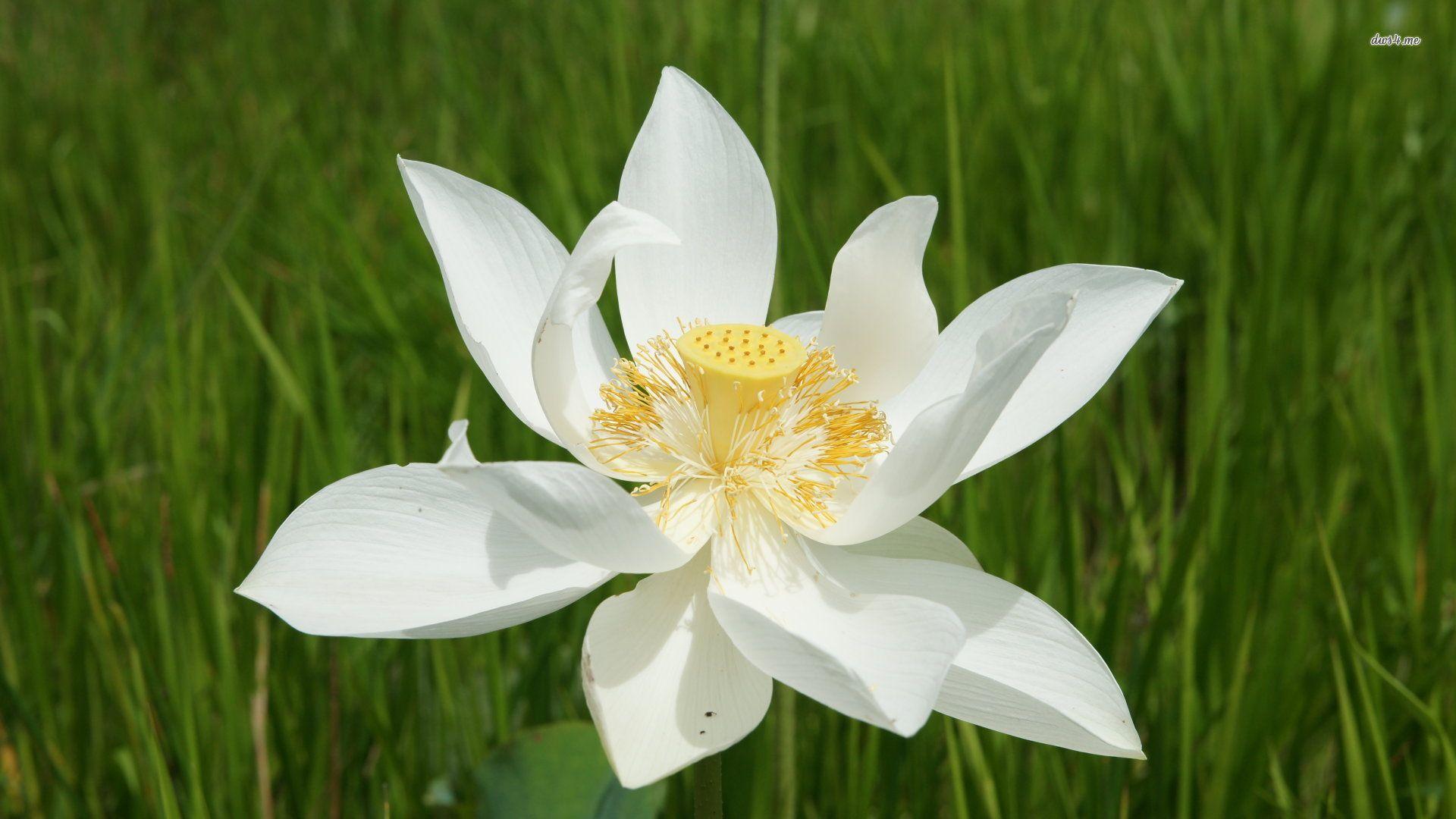 1920x1080 White Lotus wallpaper wallpaper