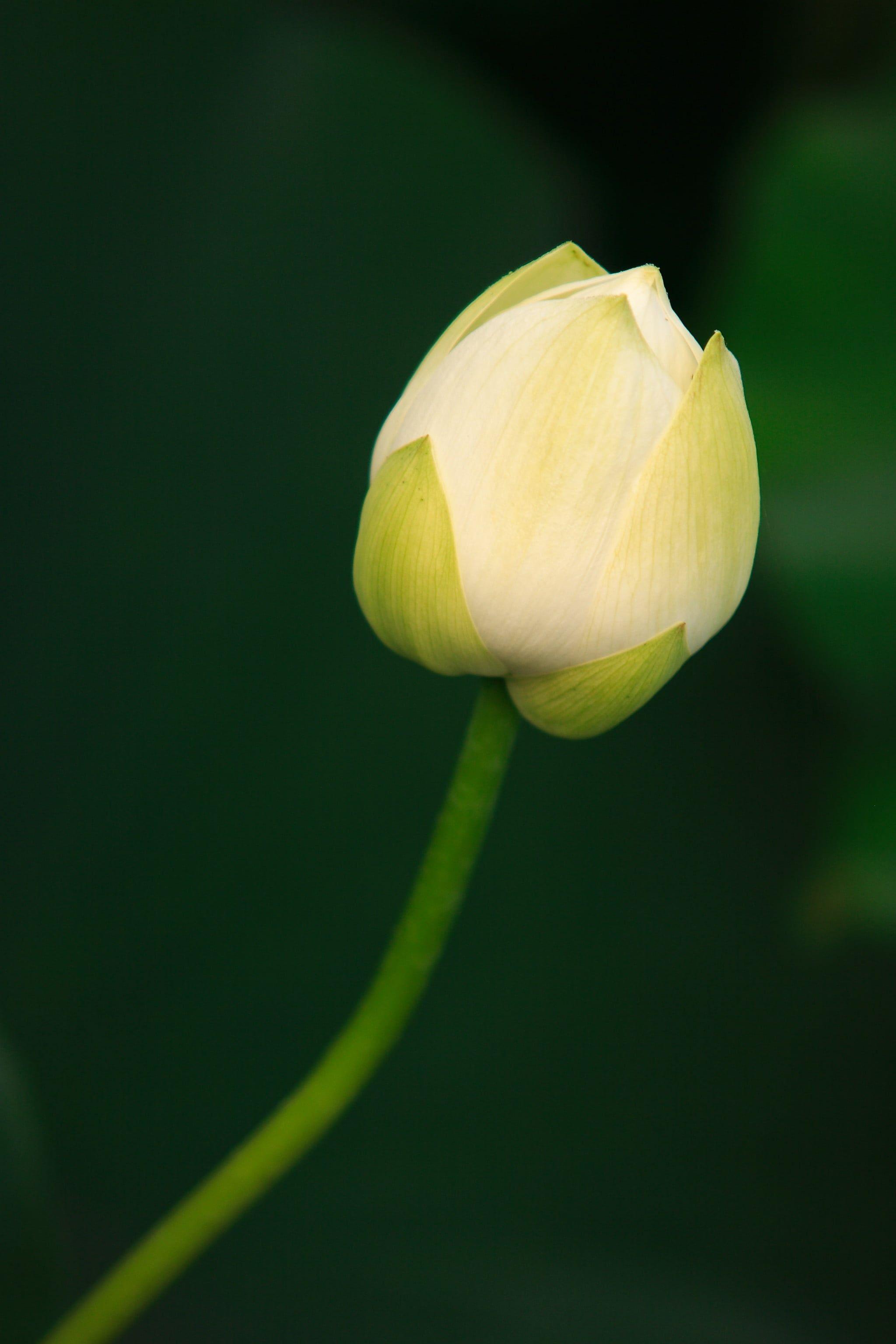 2048x3072 Selective focus photo of white Lotus flower HD wallpaper