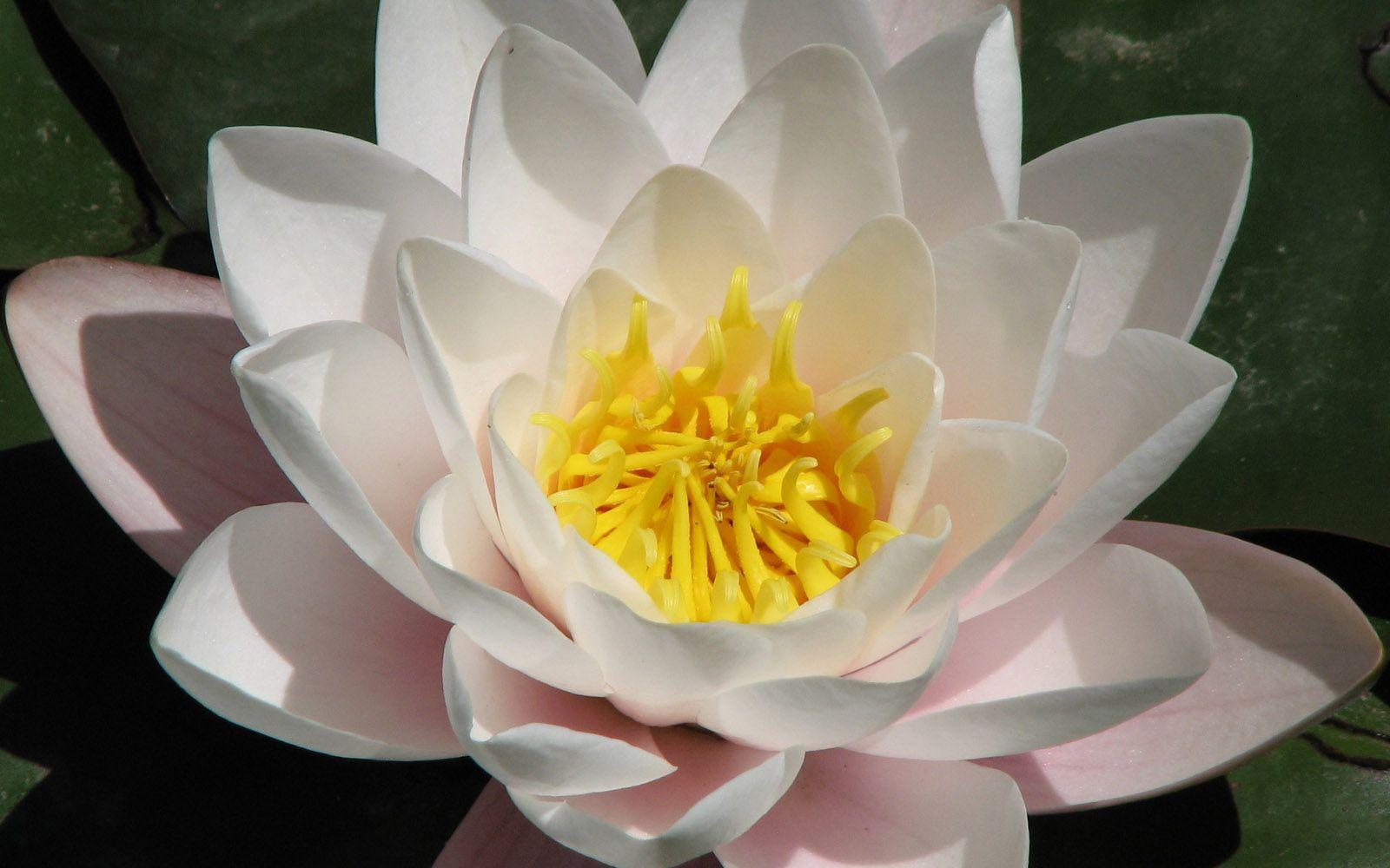 White lotus wallpaper