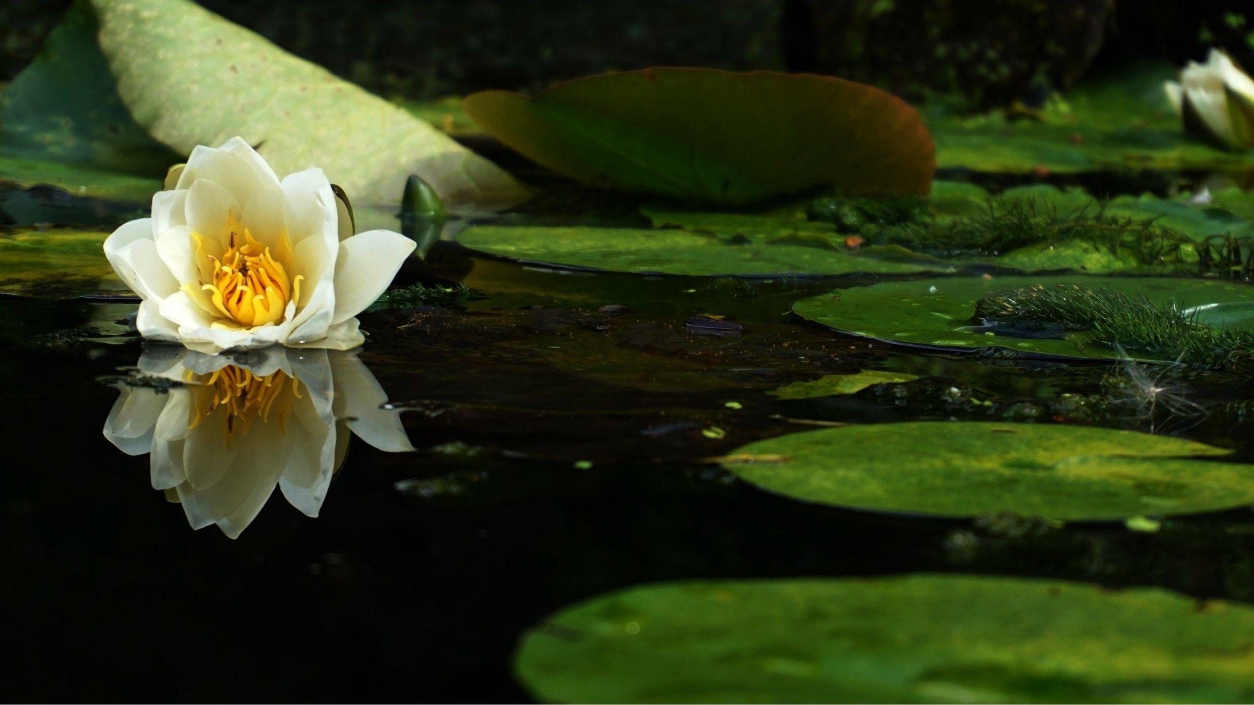 White Lotus Wallpapers - Top Free White Lotus Backgrounds - WallpaperAccess