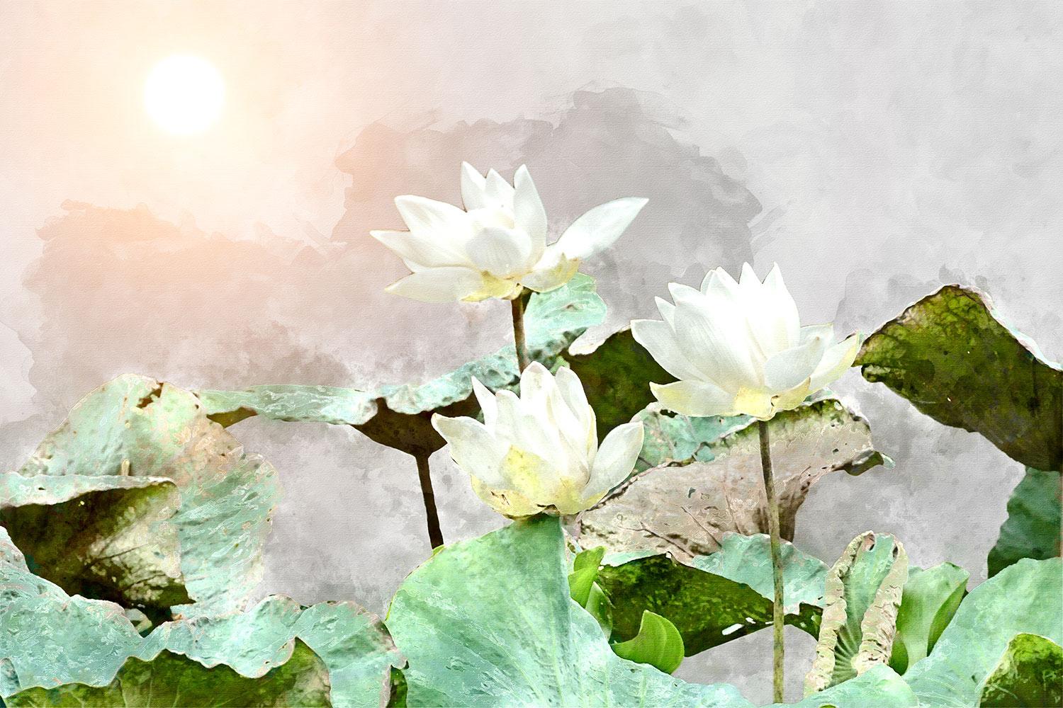 White Lotus Wallpapers - Top Free White Lotus Backgrounds - WallpaperAccess