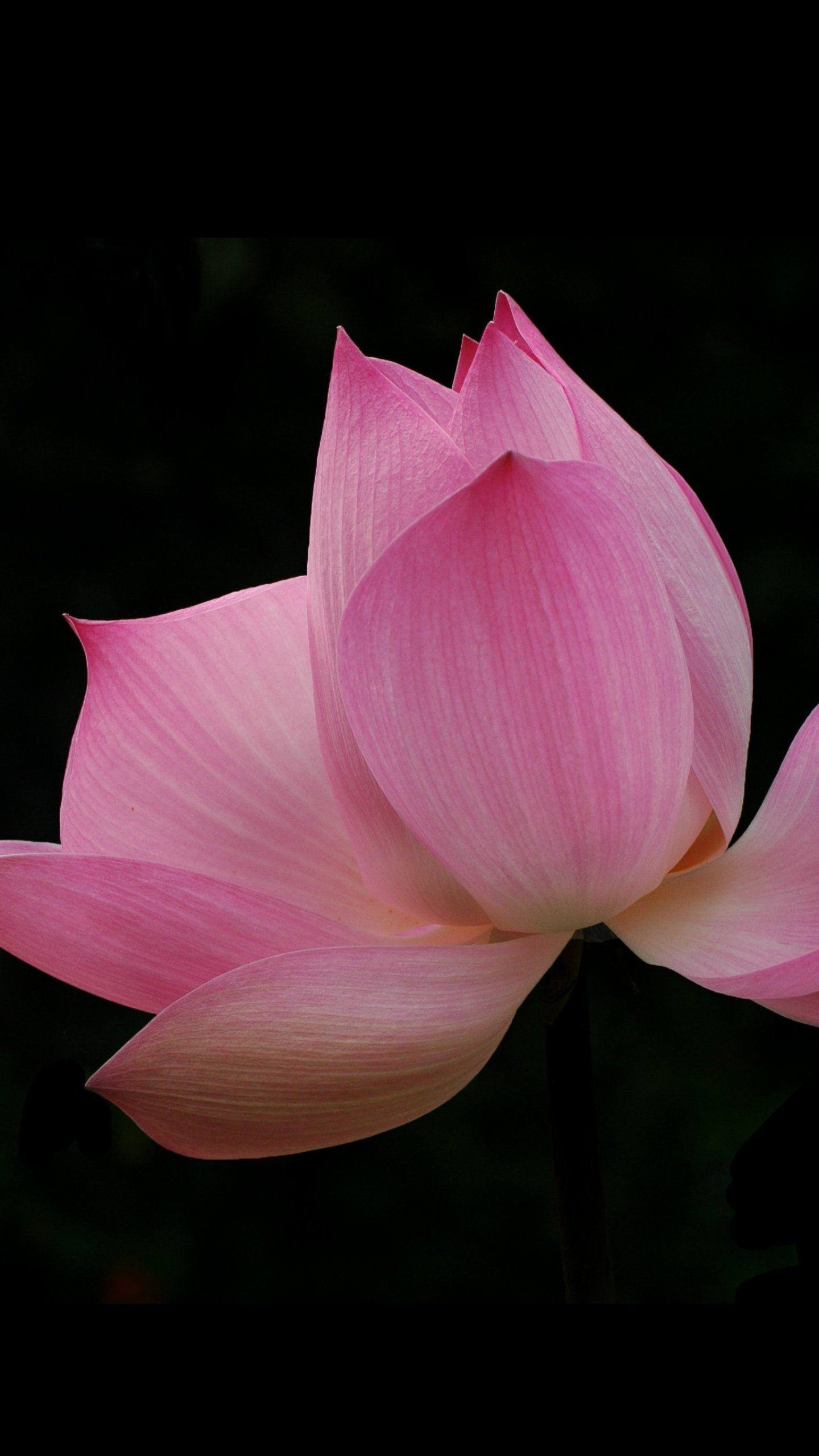 1440x2560 Pink Lotus Wallpaper, Android & Desktop Background