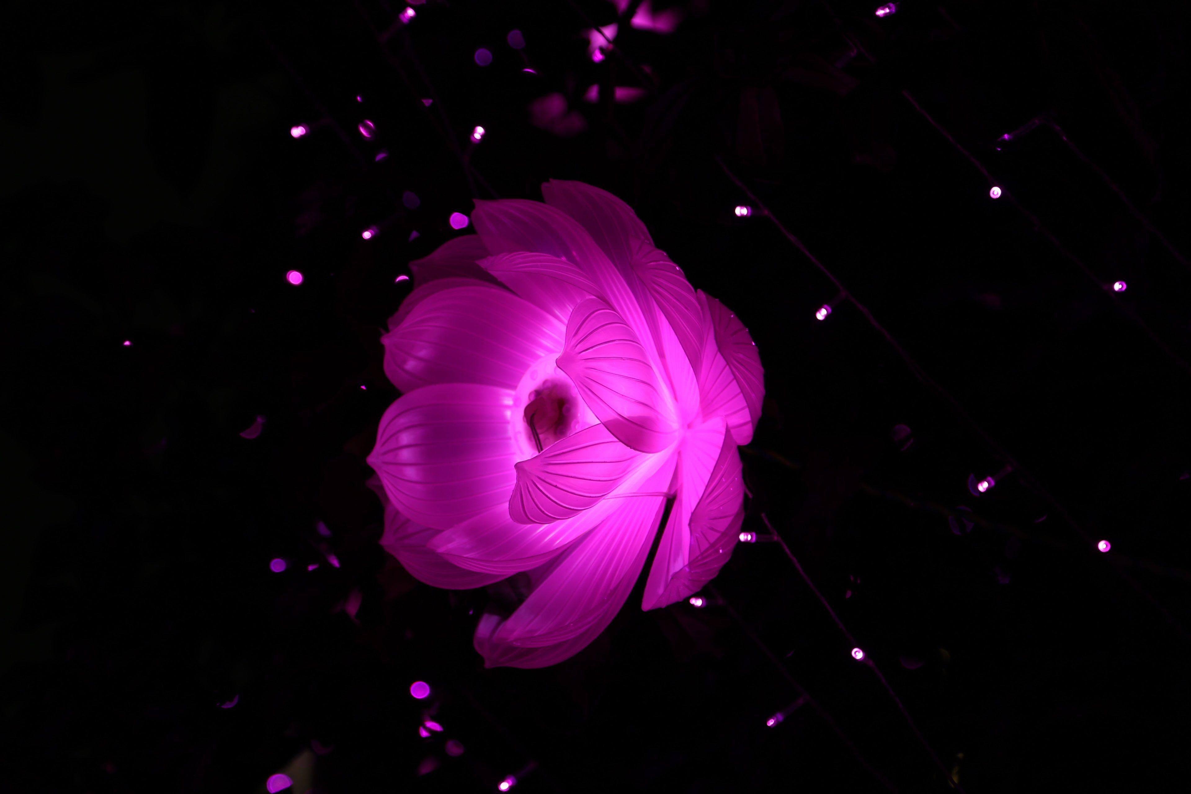 3840x2560 3840x2560 pink lotus 4k HD wallpaper image