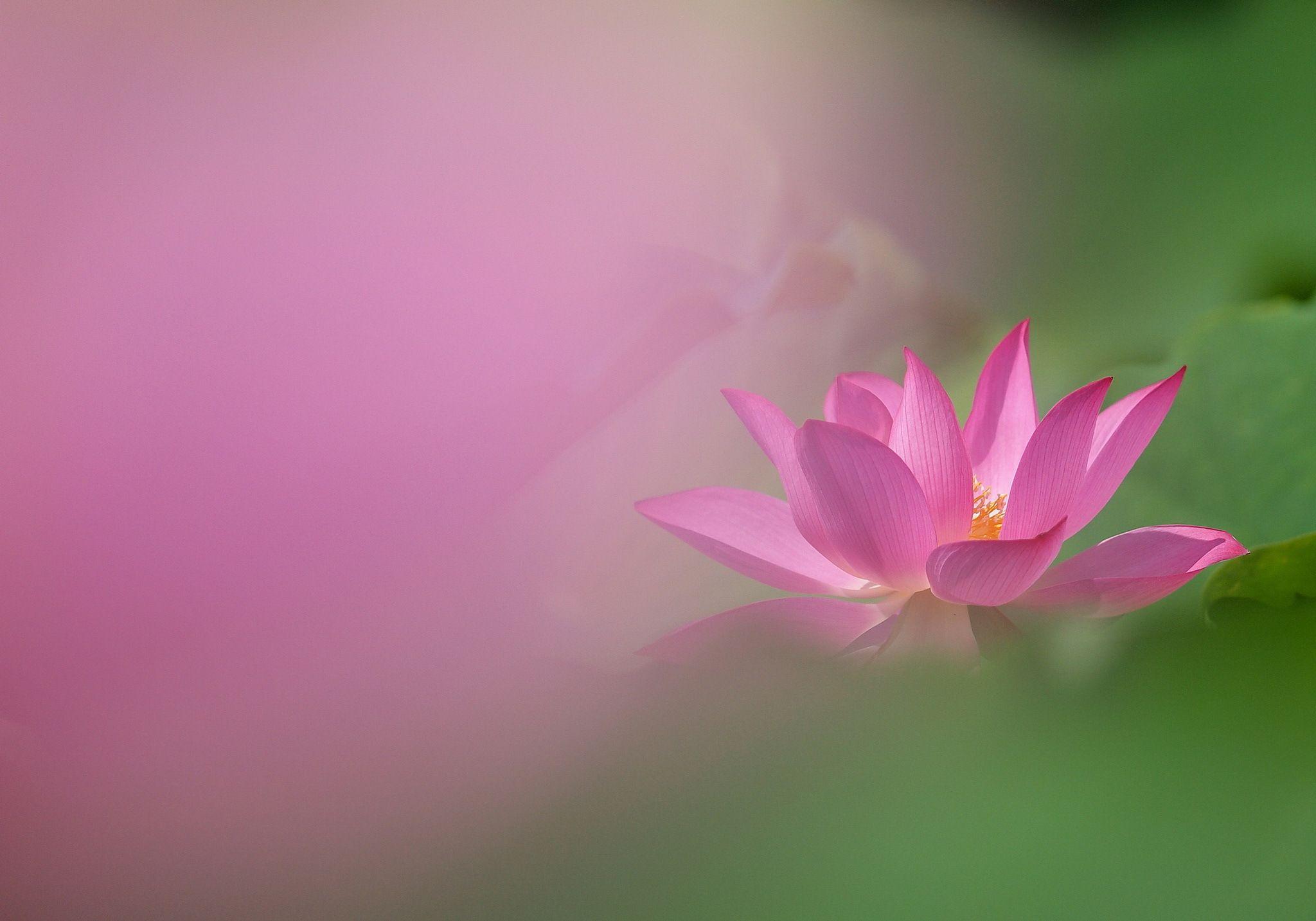 2048x1433 Pink Lotus wallpaper 2018 in Flowers