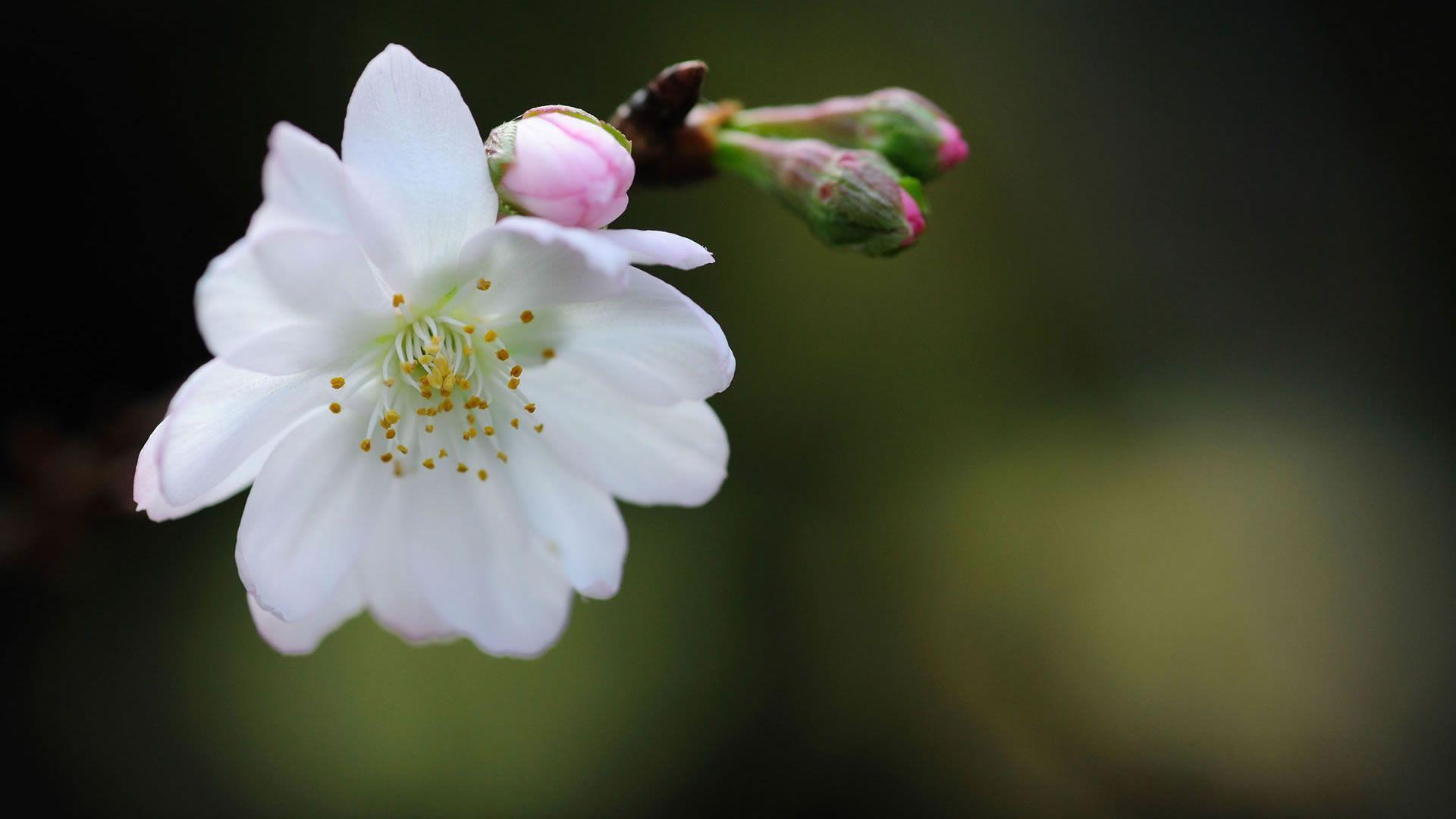 1920x1080 White Flower Wallpaper