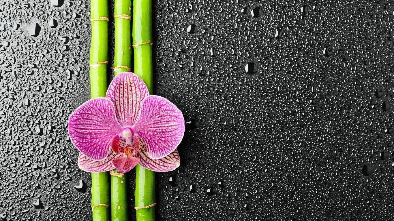 1366x768 Bamboo flowers wallpaper wallpaper. flowers. Wallpaper