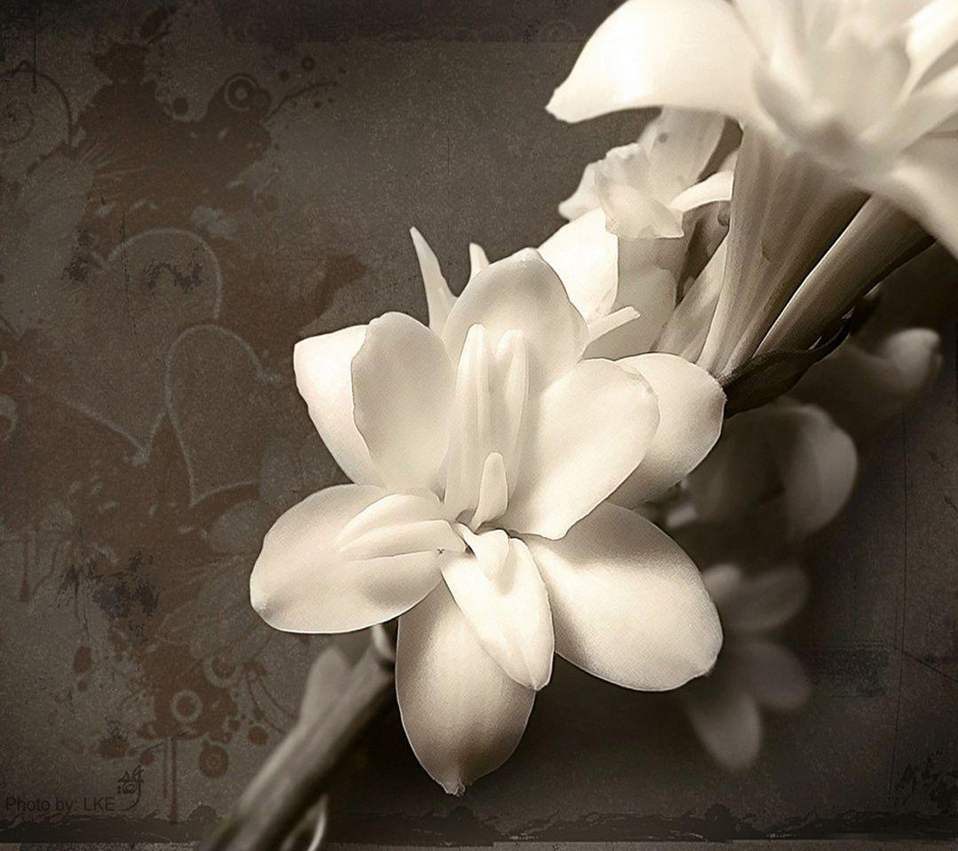 1080x960 Zen Phone Wallpaper, Download White Flowers Free