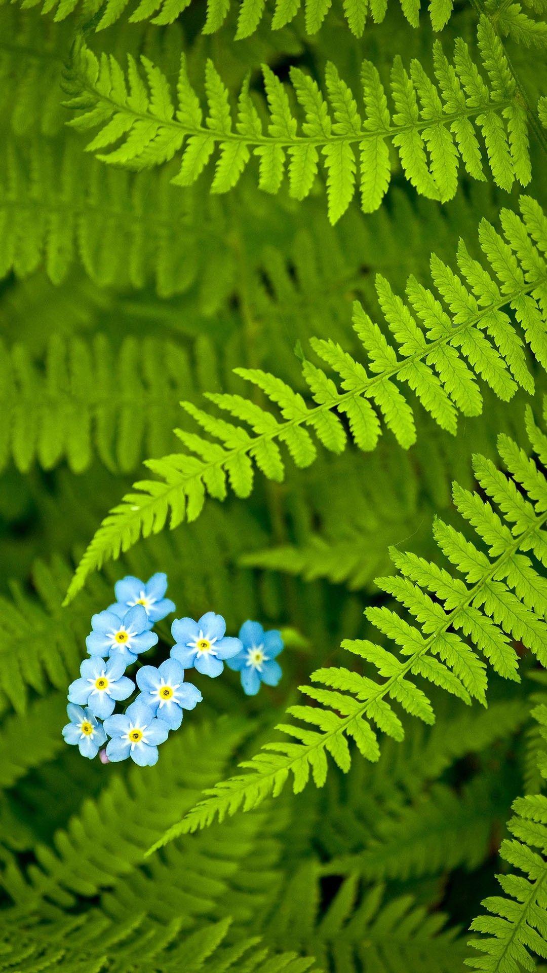 1080x1920 Zen Flowers Wallpaper Beautiful asus Zenfone 4 Stock