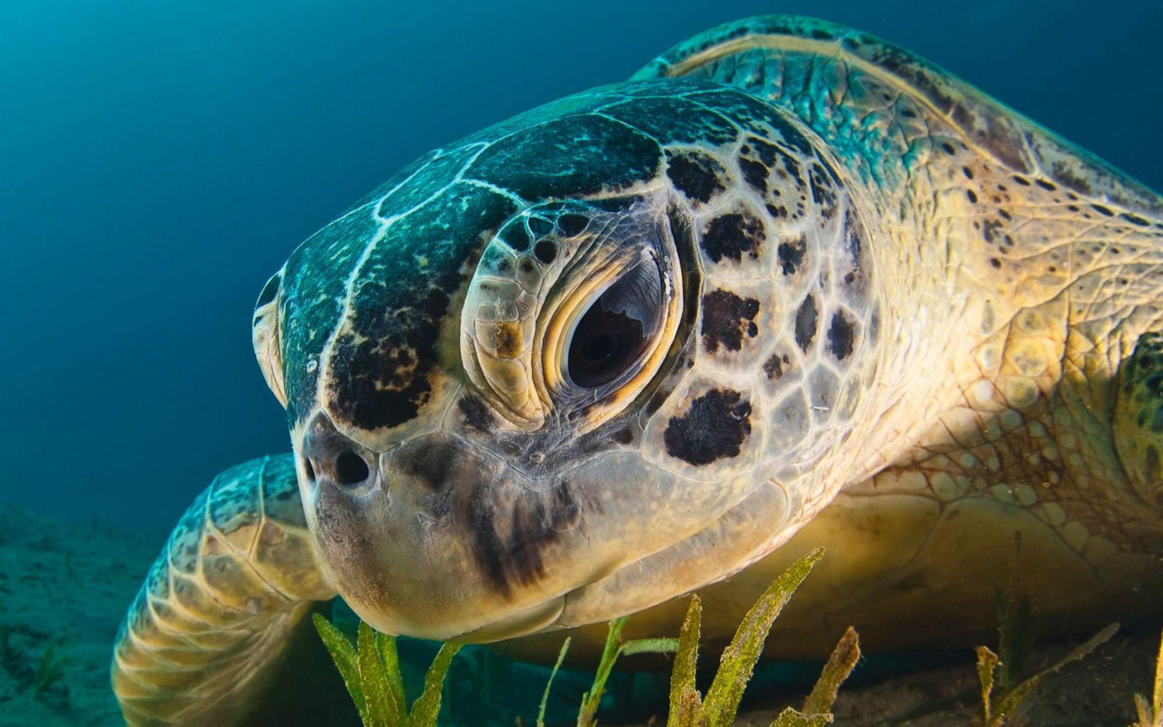 1680x1050 Free Download Bright Wallpaper, 26 Sea Turtle Full HD