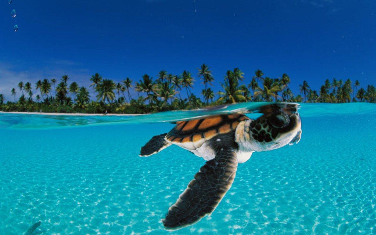 1280x800 Free Sea Turtle Wallpaper Background