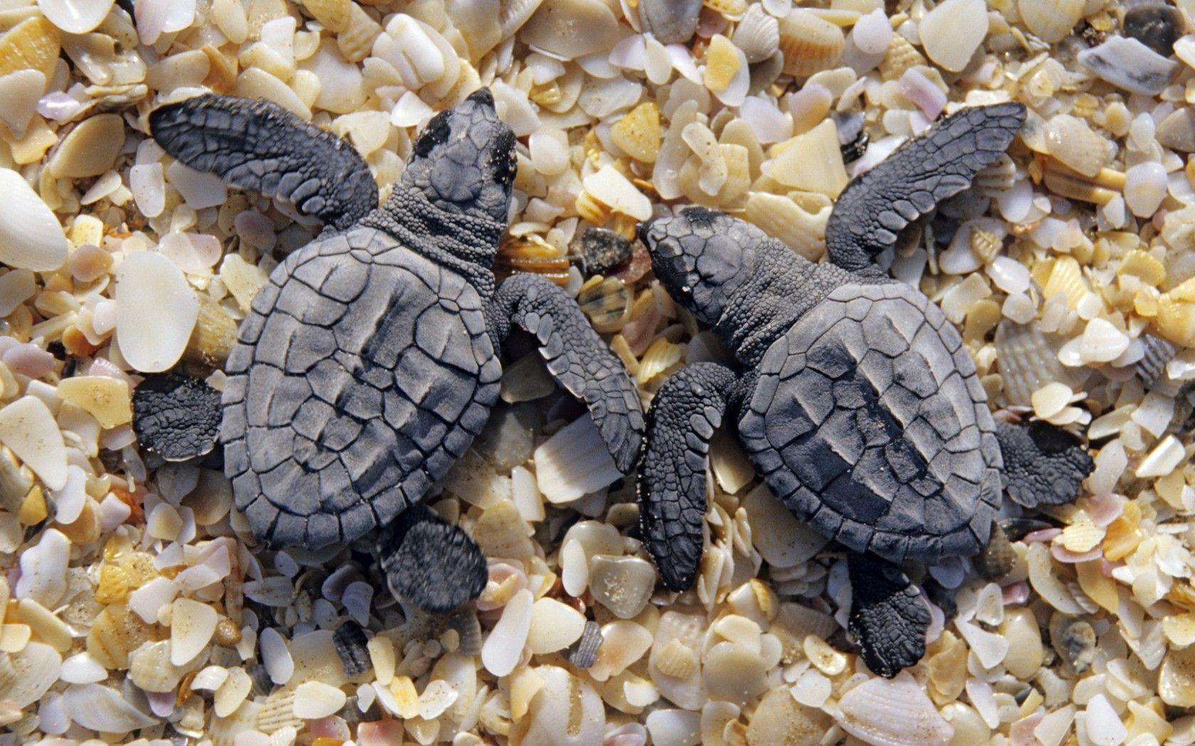 1680x1050 Turtles. Sea turtle wallpaper