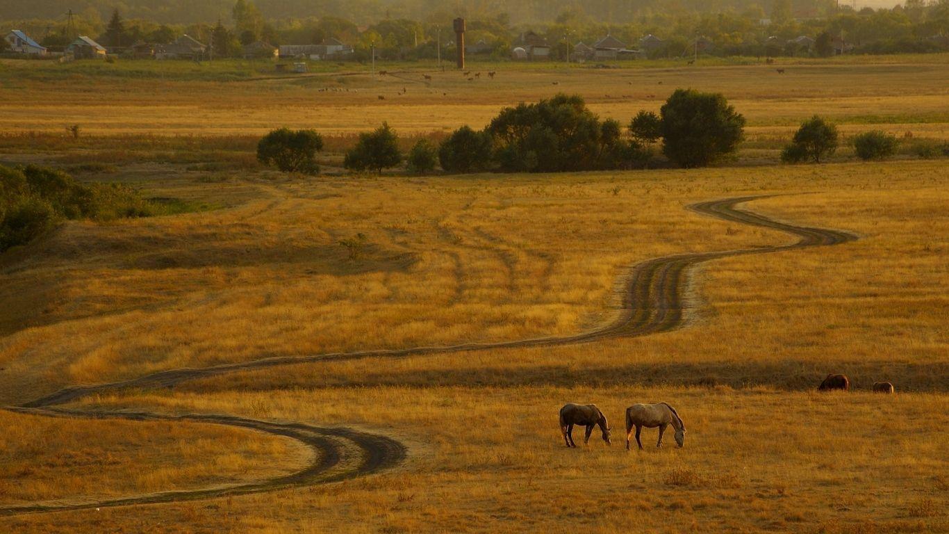 1366x768 Download wallpaper 1366x768 horses, evening, expensive