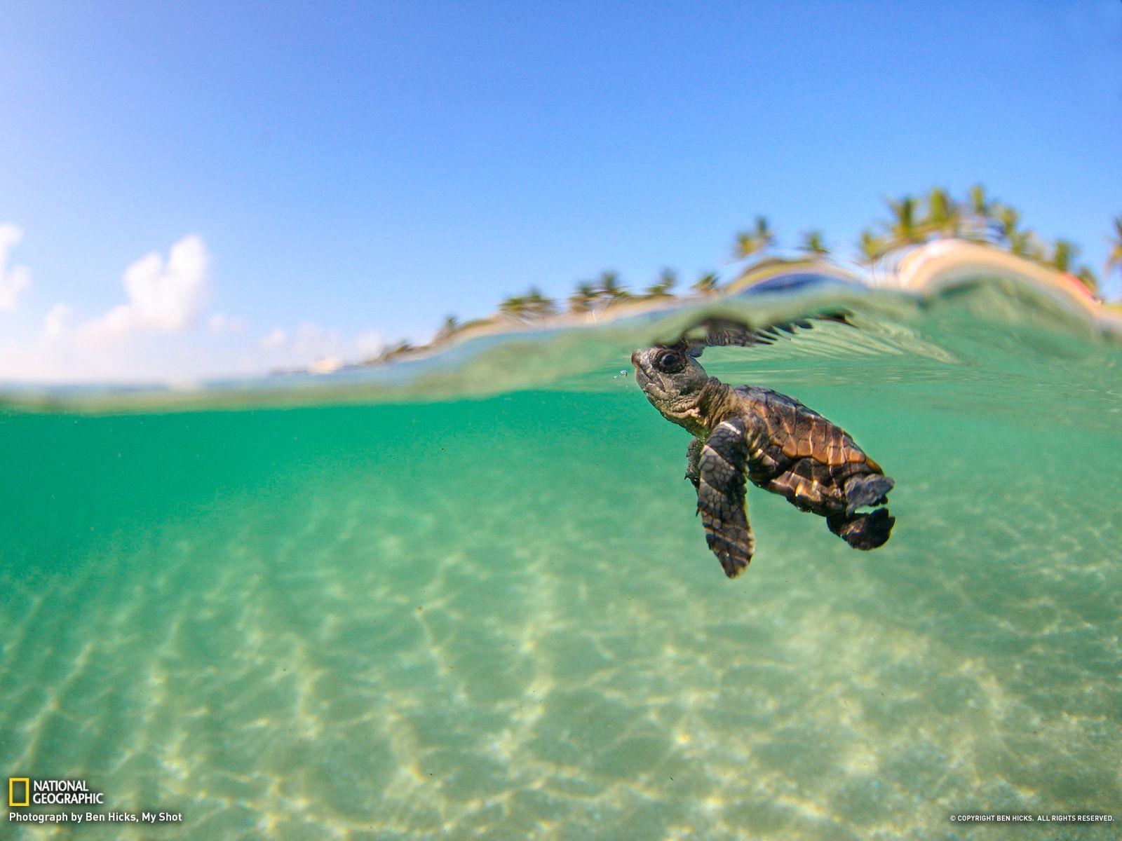 1600x1200 Sea Turtle wallpaperx1200