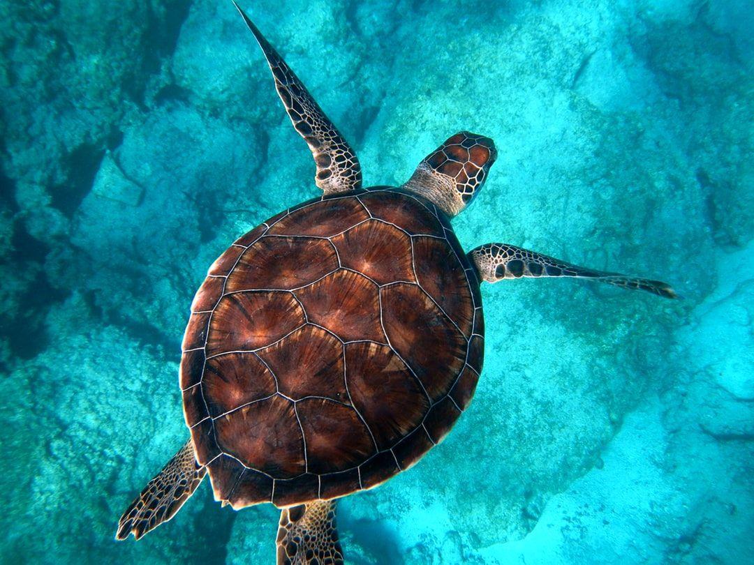 Sea Turtle Laptop Wallpapers - Top Free Sea Turtle Laptop Backgrounds 