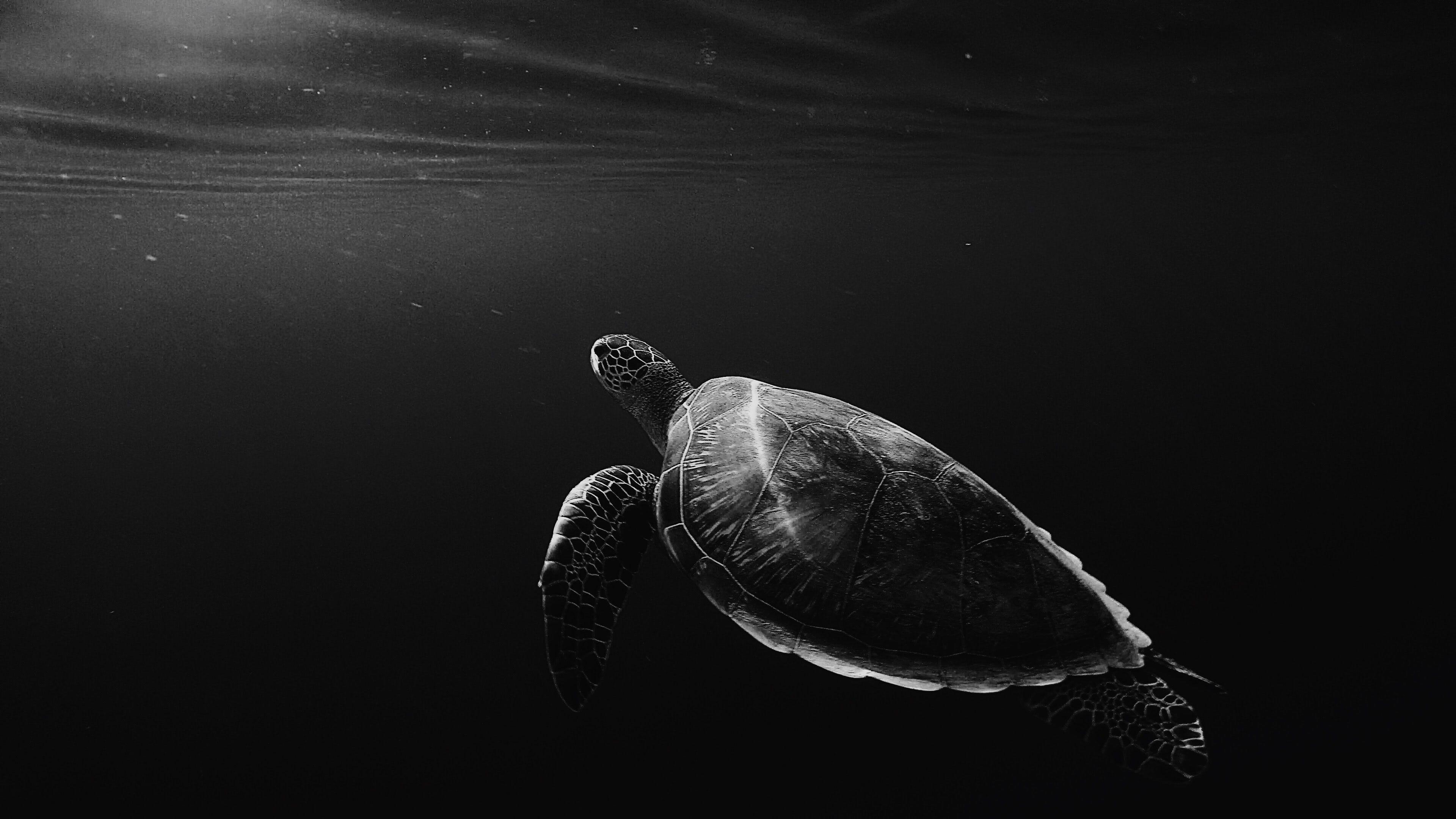 3840x2160 Black and white underwater shot of lone turtle swimming