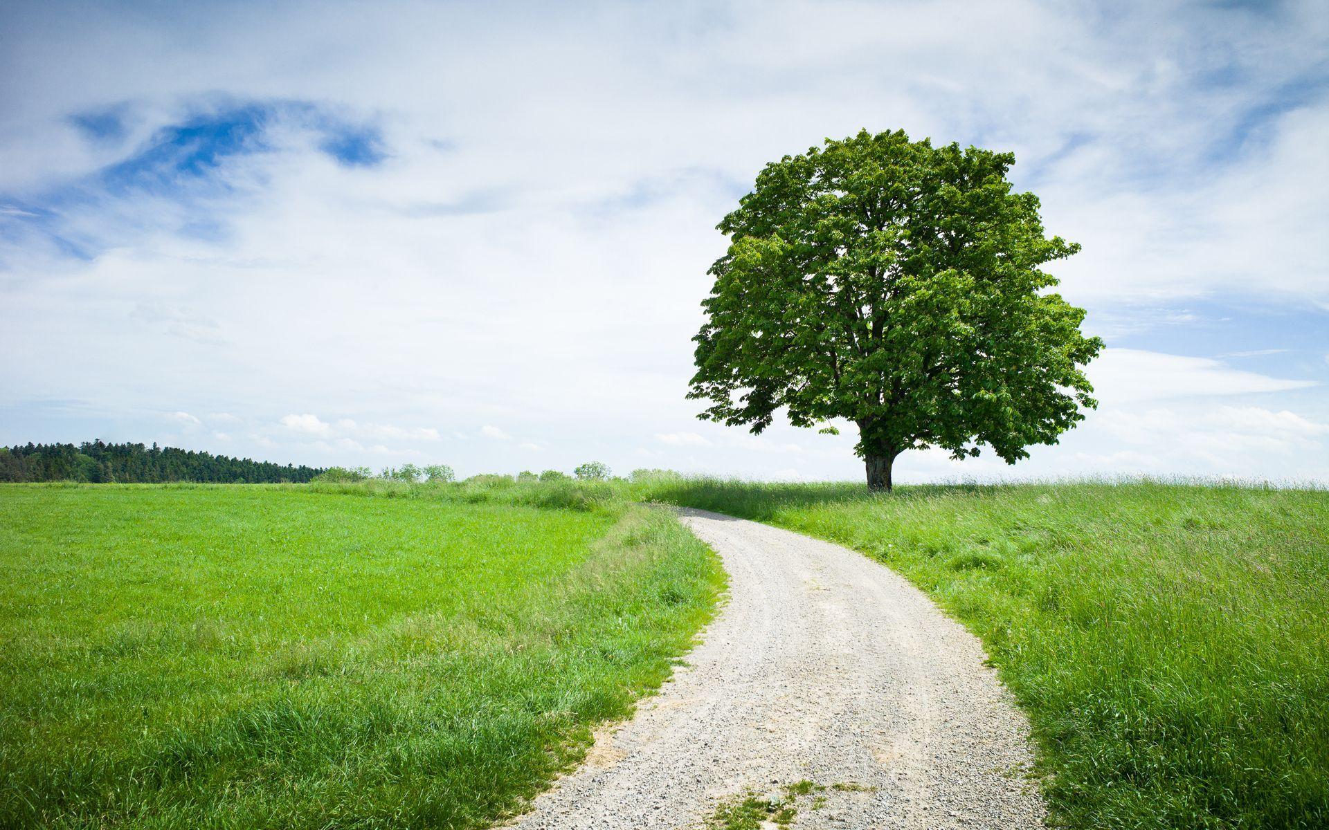 1920x1200 Chestnut Tree, Background, Picture, Photos